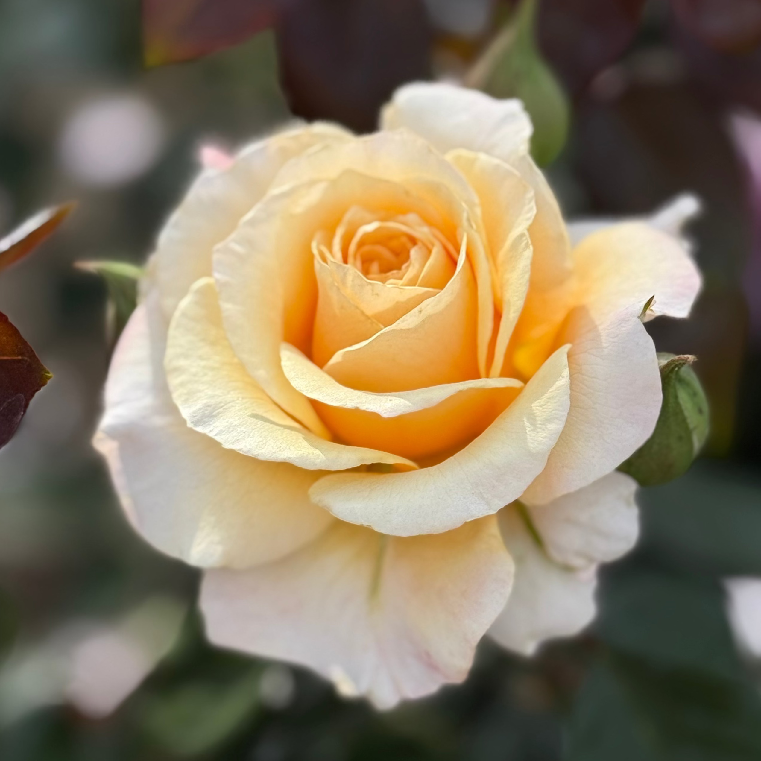 Morning Glow™ Bare Root Rose Bush
