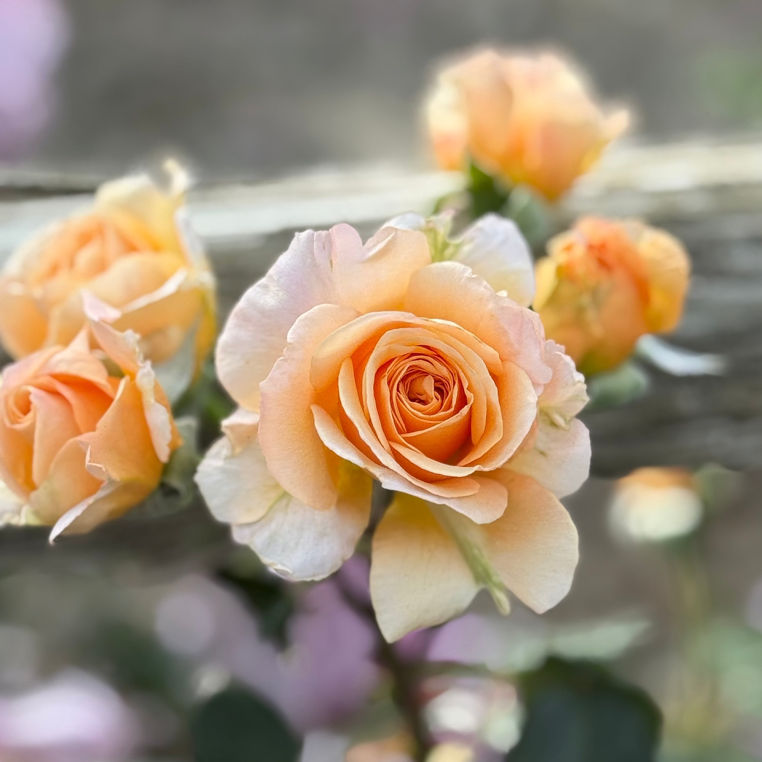 Morning Glow™ Bare Root Rose Bush