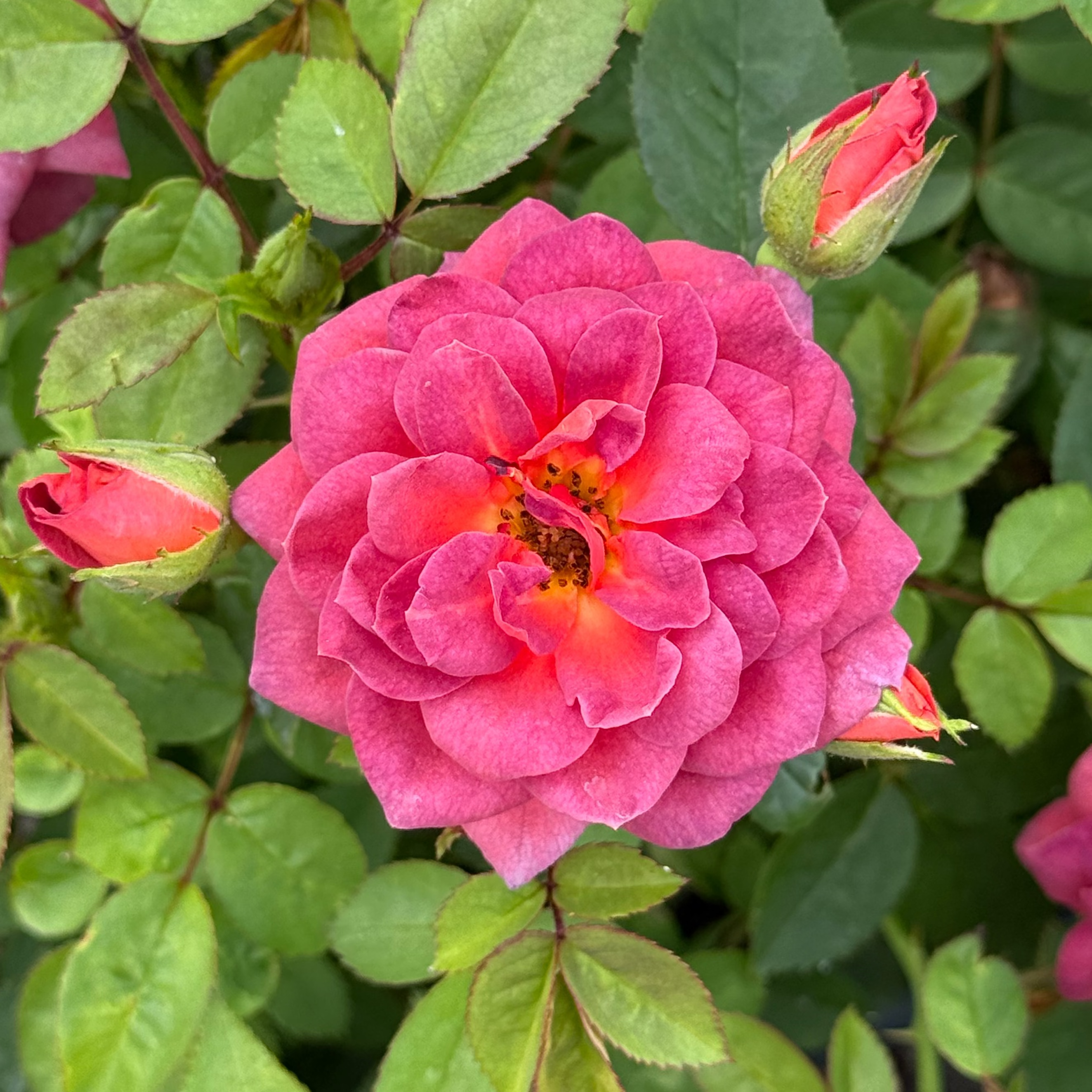 Midnight Fire™ Bare Root Rose Bush