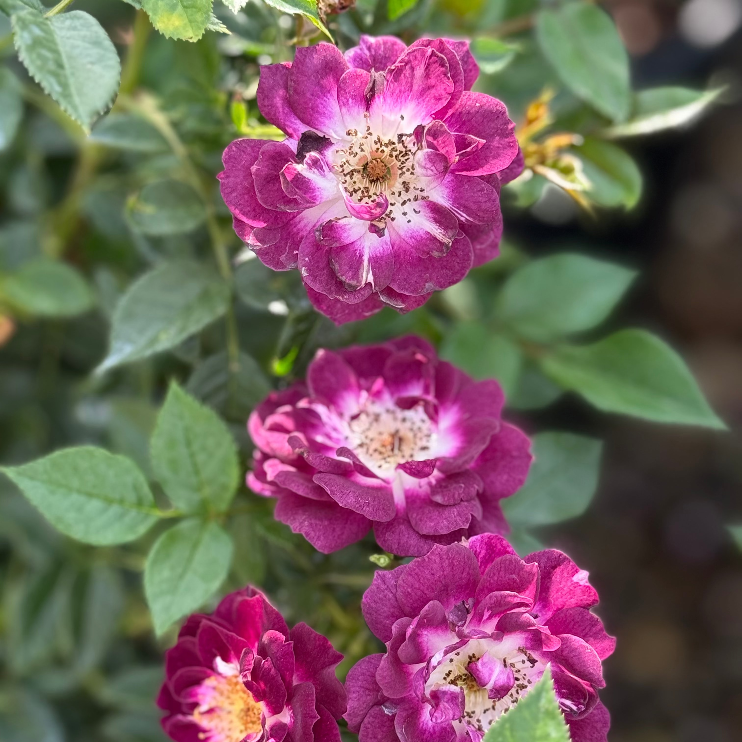 Close-up of purple flowers with green leaves