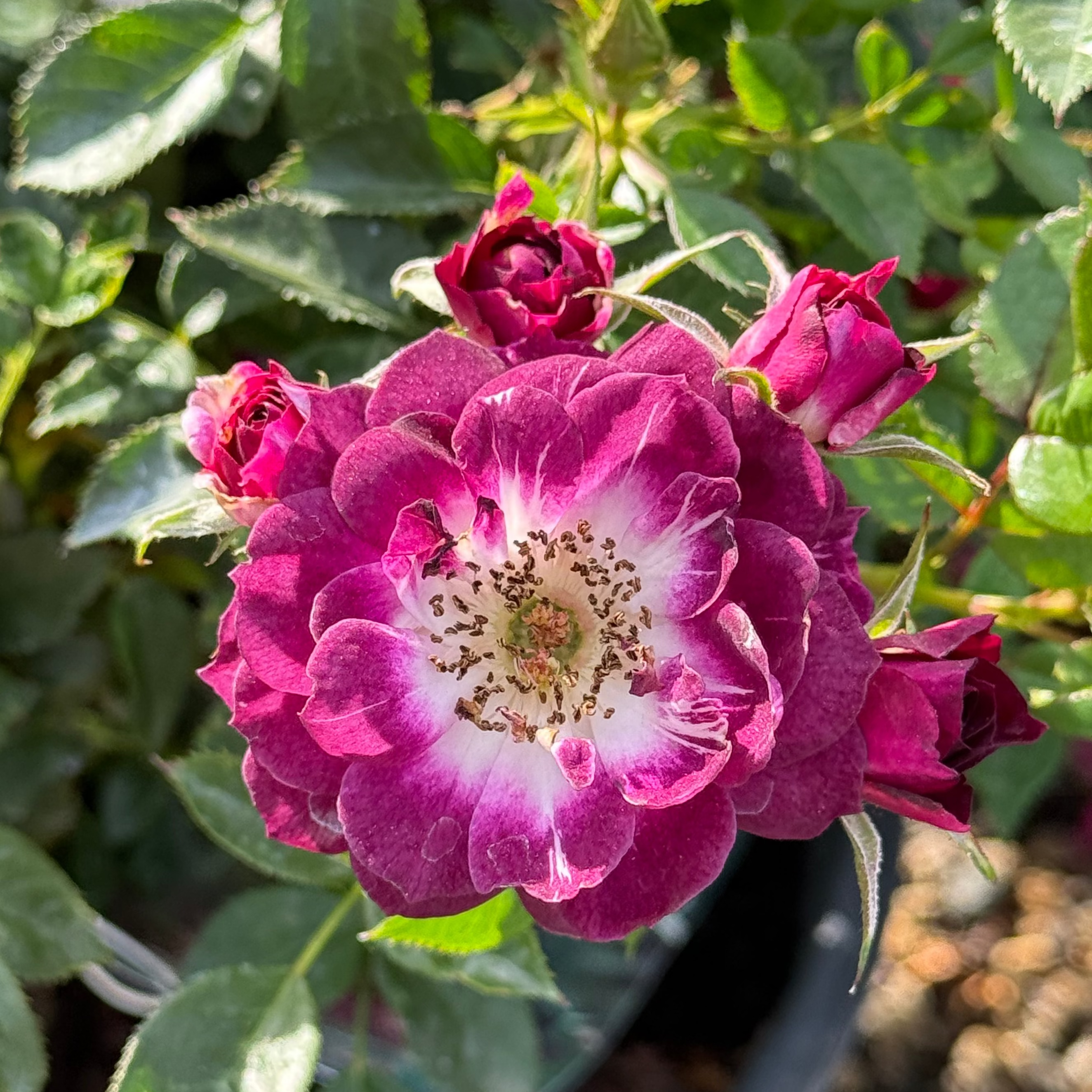 Diamond Eyes™ Bare Root Rose Bush