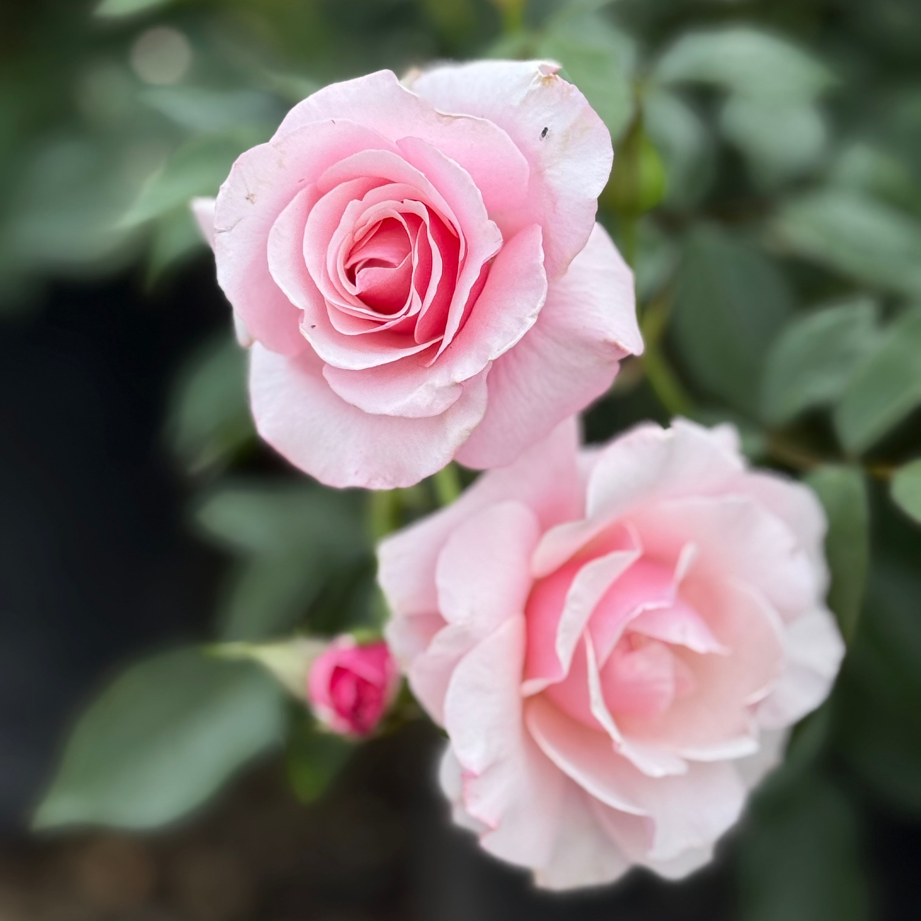 Our Lady Of Guadeloupe Potted Tree Rose