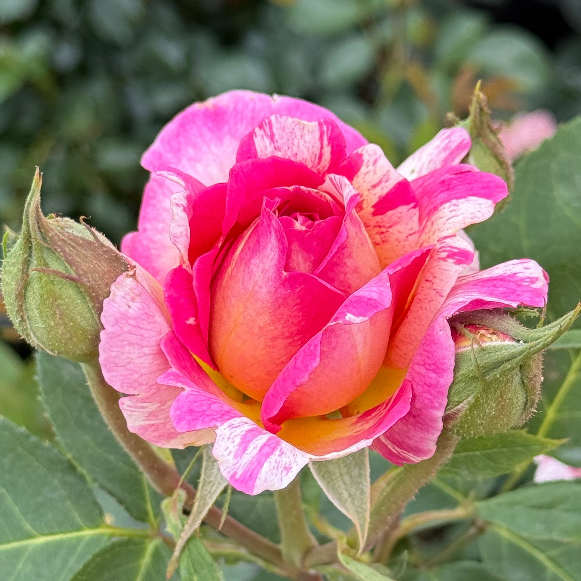 Marc Chagall ™ Potted Rose Bush