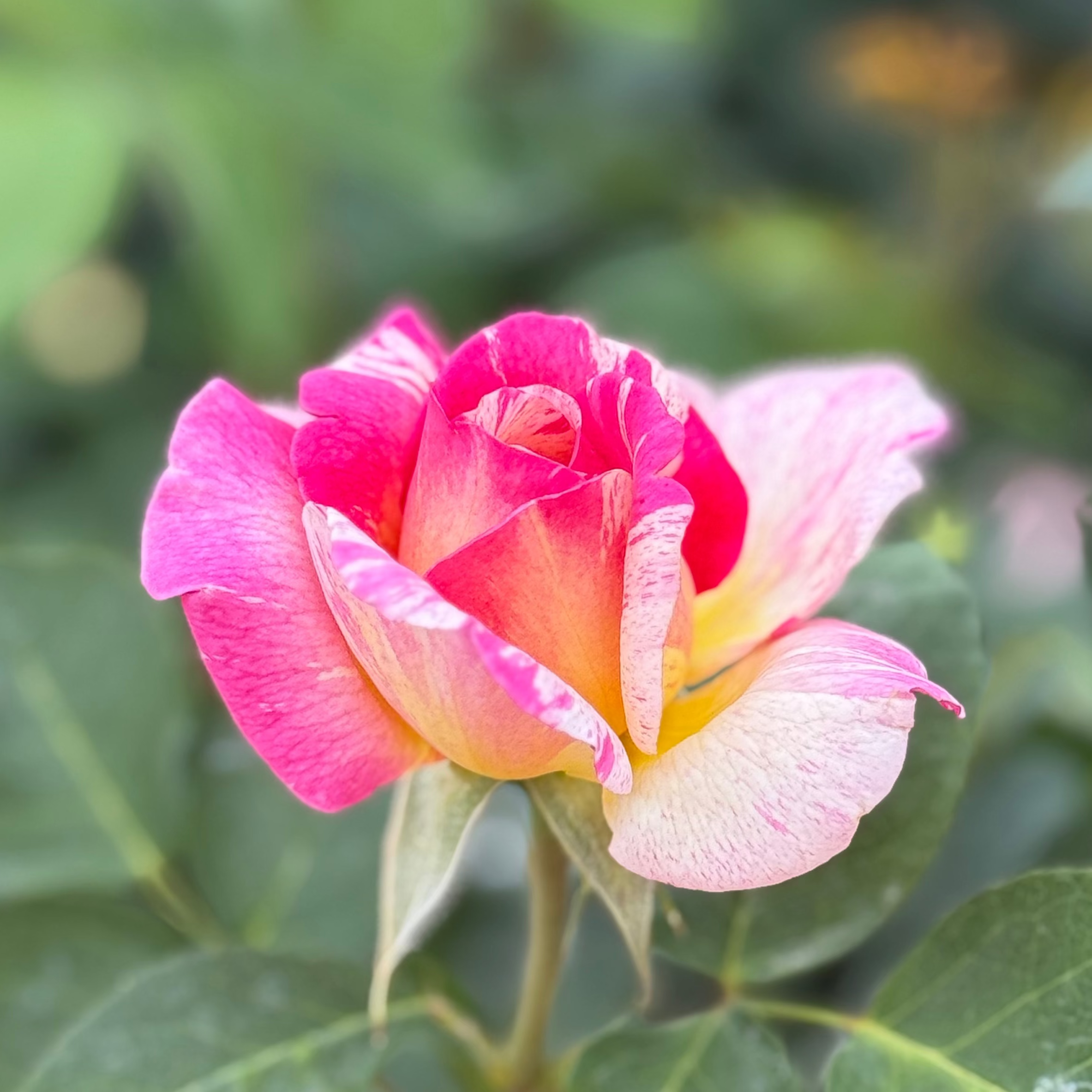 Marc Chagall ™ Potted Rose Bush