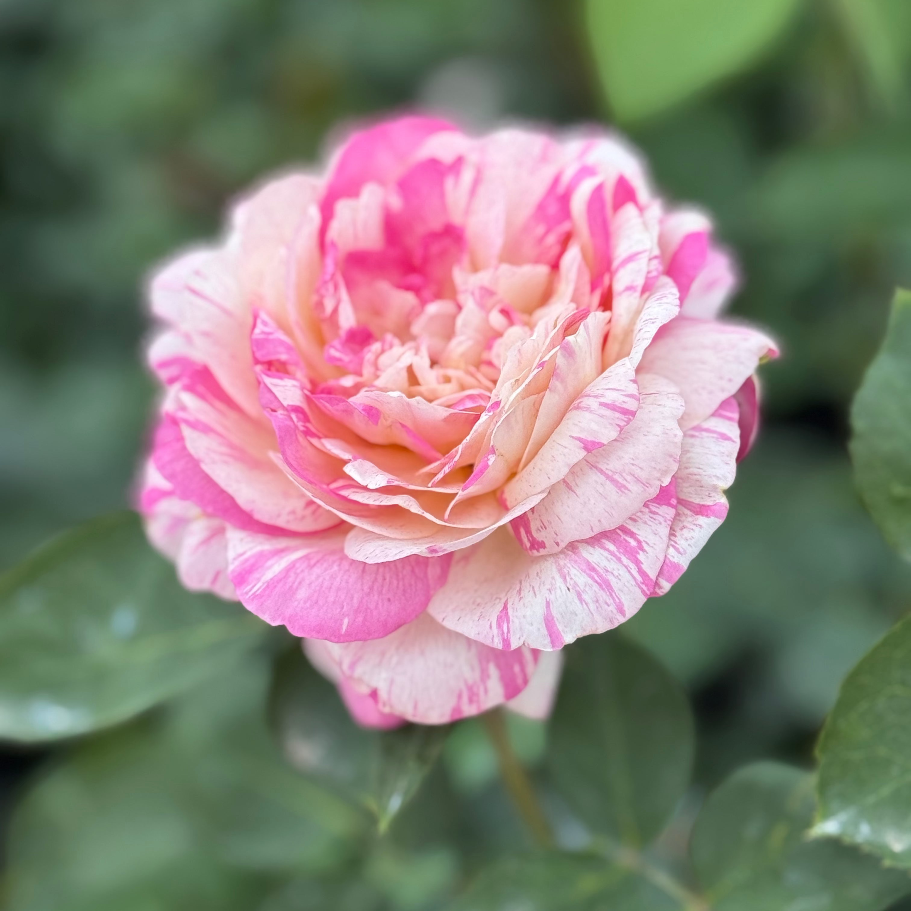 Marc Chagall ™ Potted Rose Bush