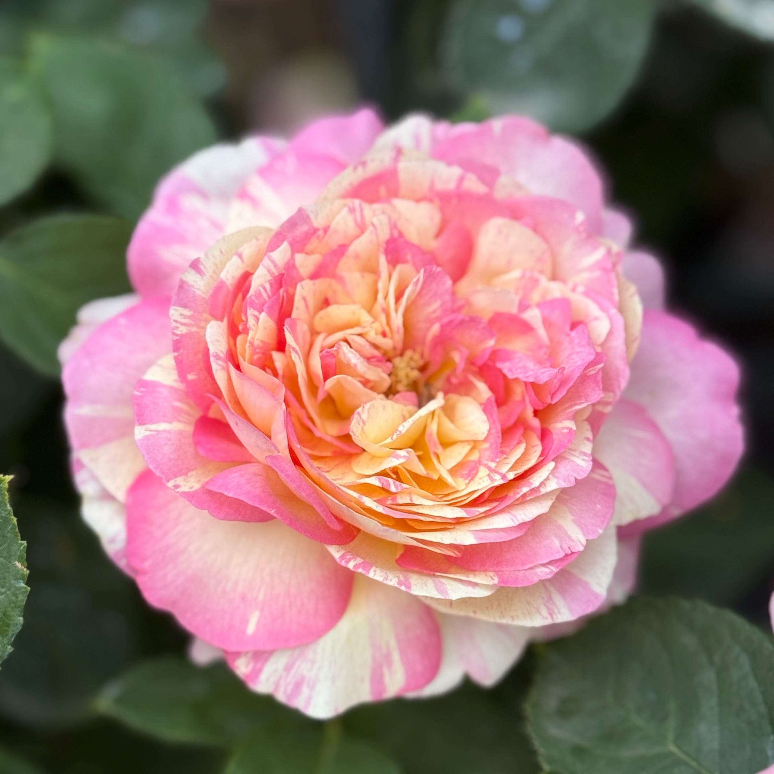 Marc Chagall™ Bare Root Rose Bush