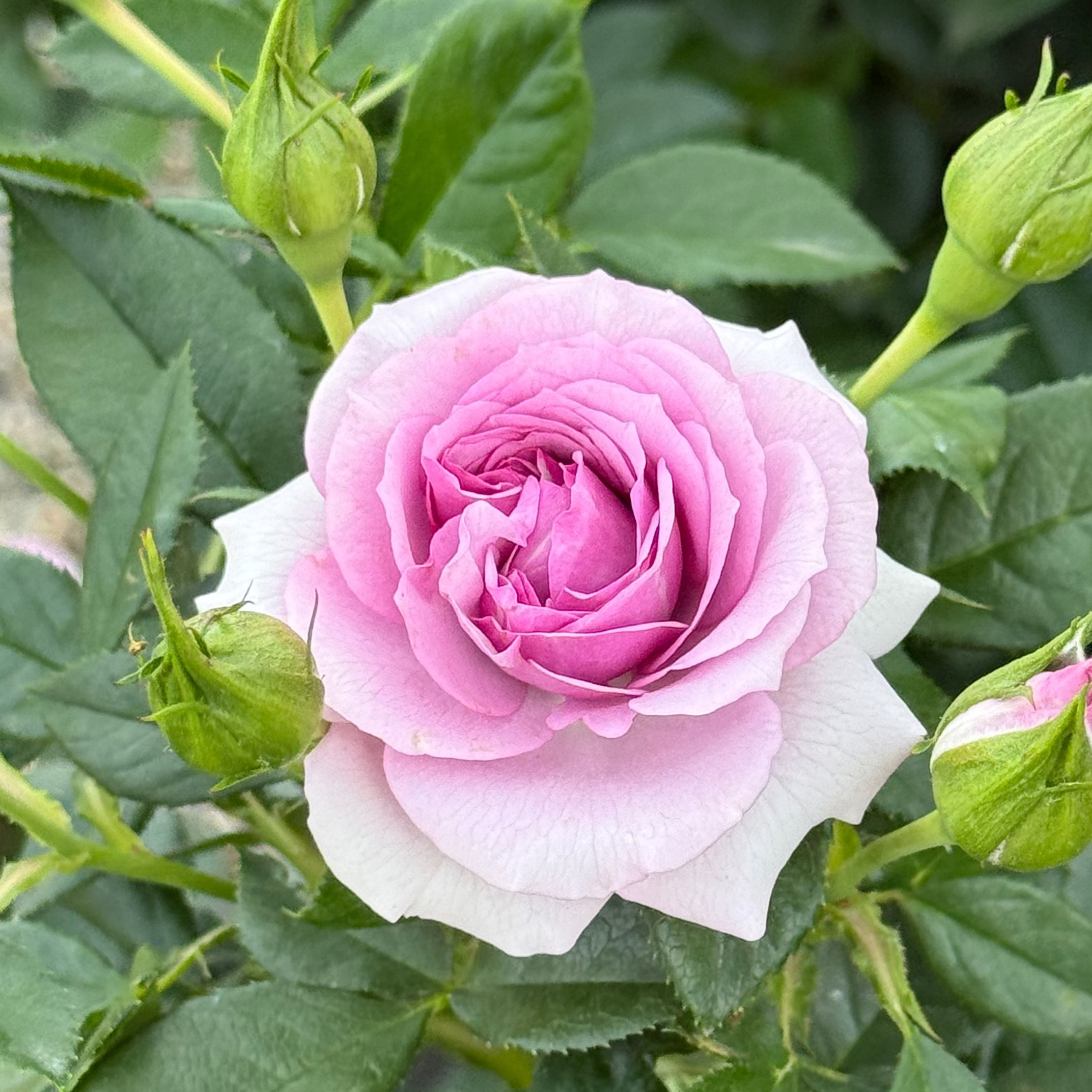 Veranda® Lavender™ Bare Root Rose Bush