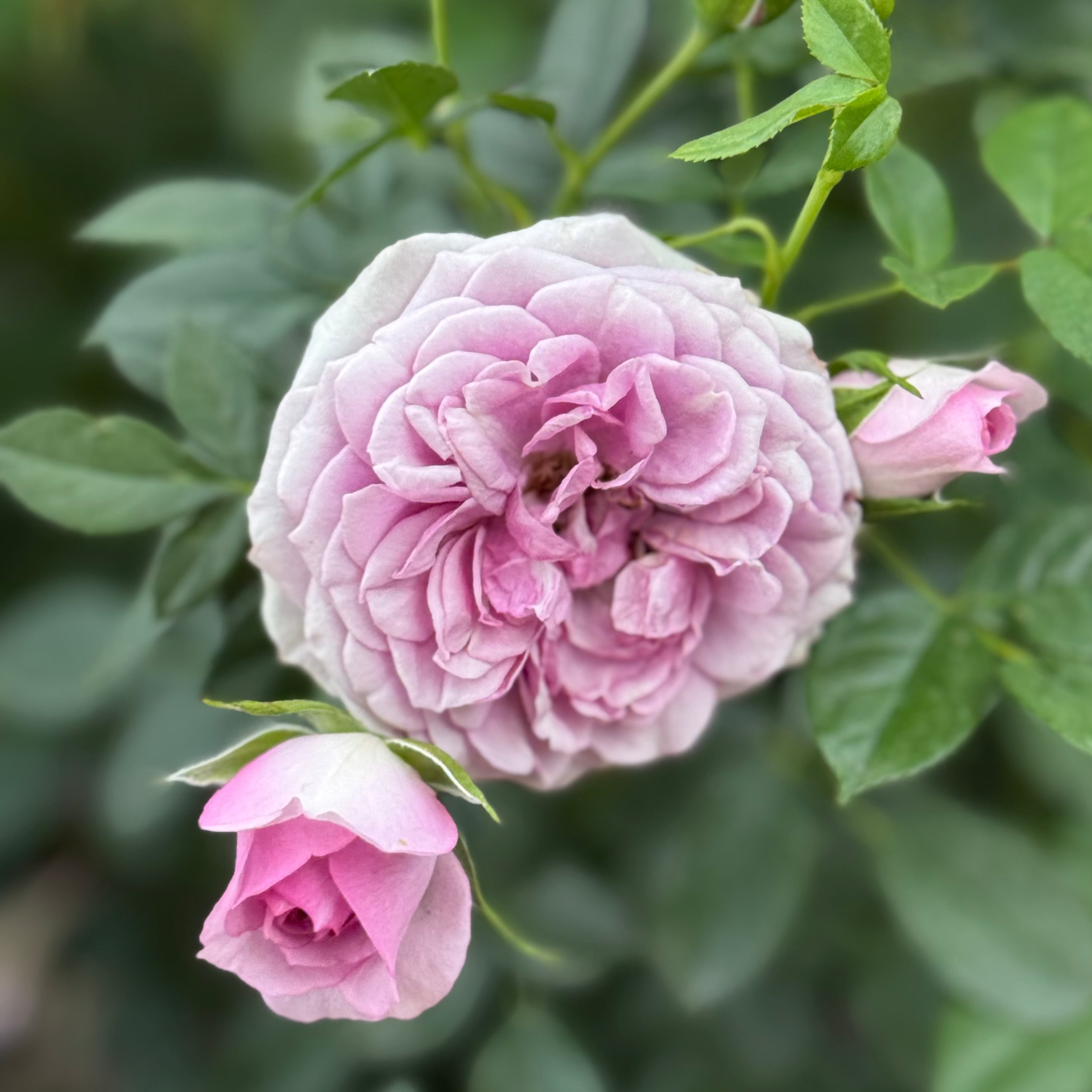 Veranda® Lavender™ Bare Root Rose Bush