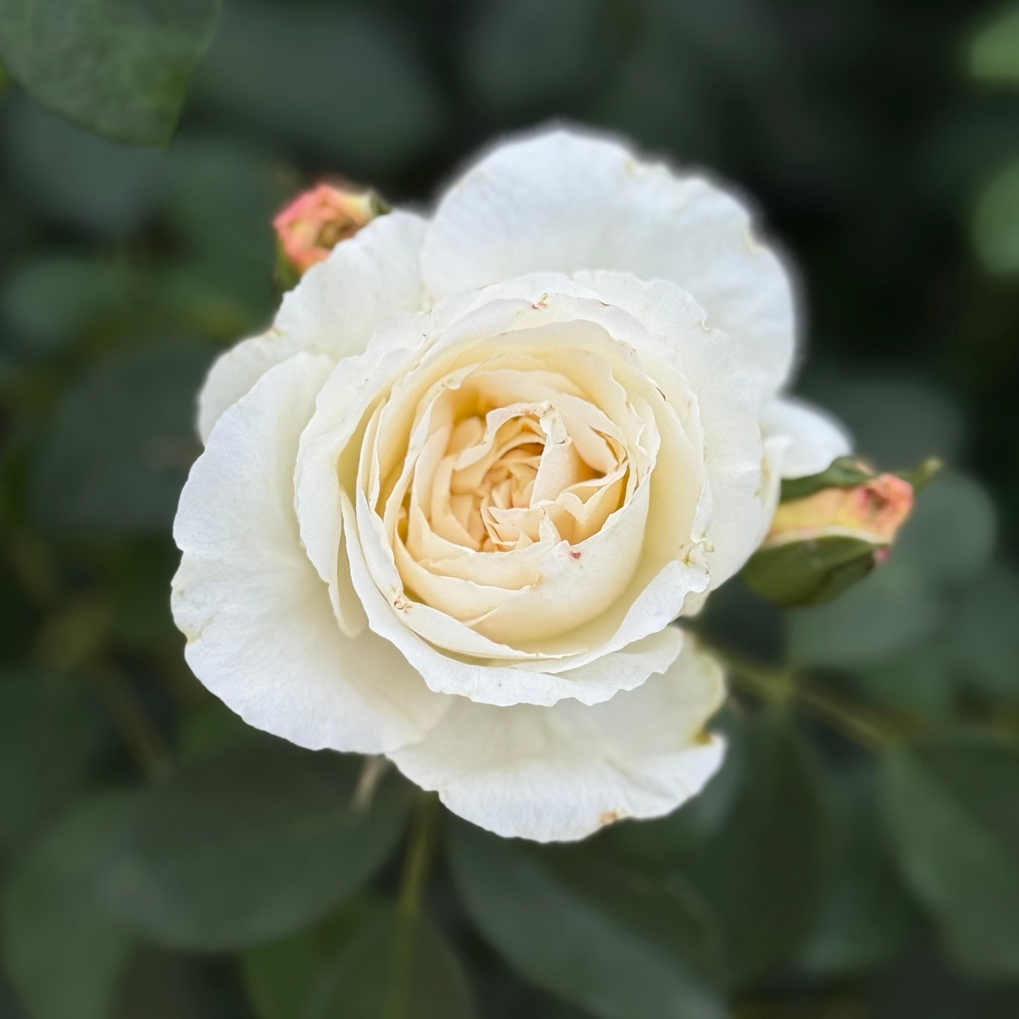 Fairytale Roses® Kosmos® Potted Rose Bush - Grace Rose Farm