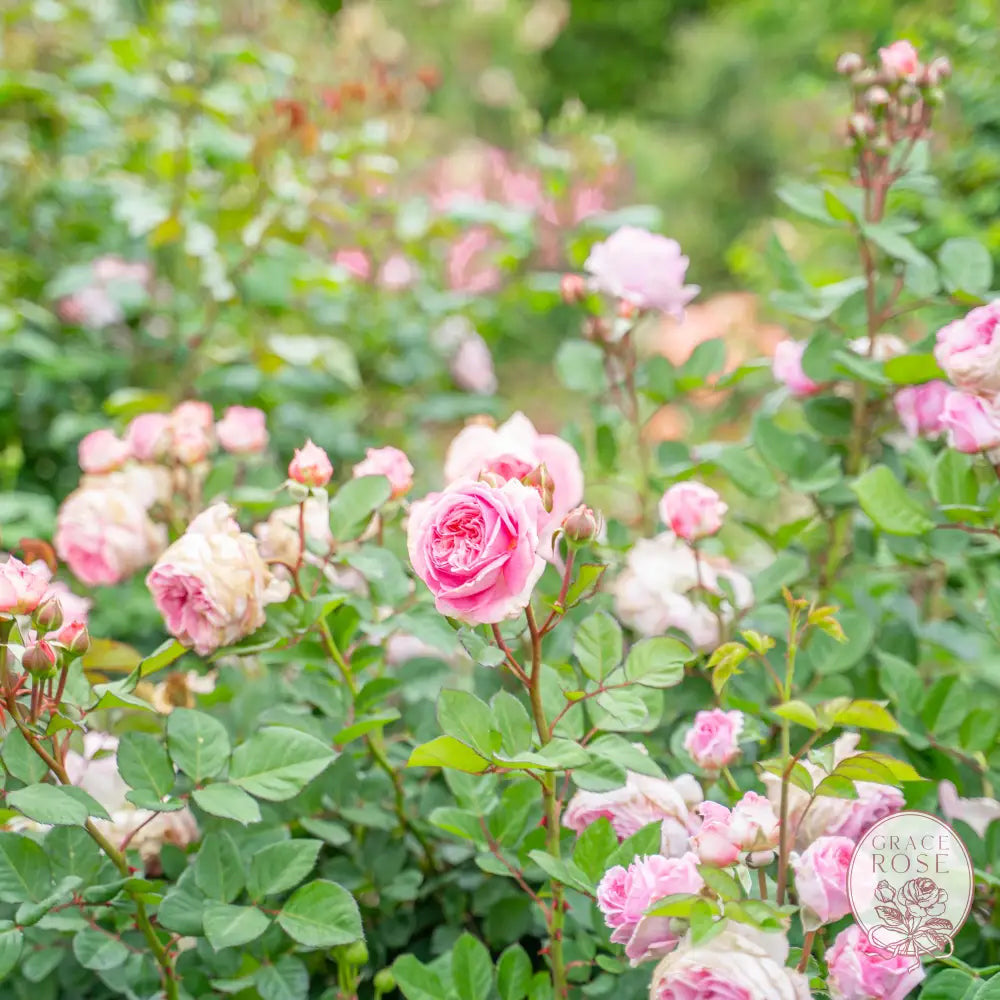 Scentuous™ Bare Root Rose Bush