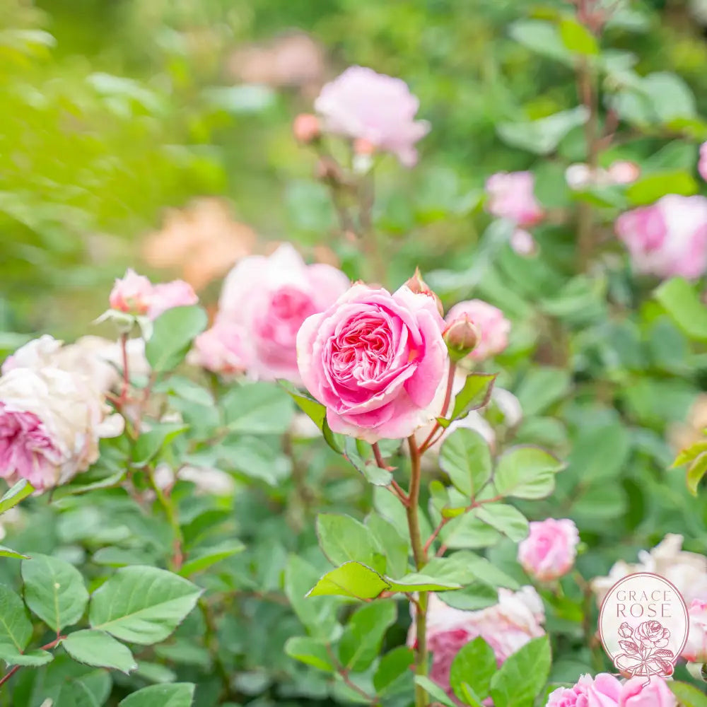 Scentuous™ Potted Rose Bush