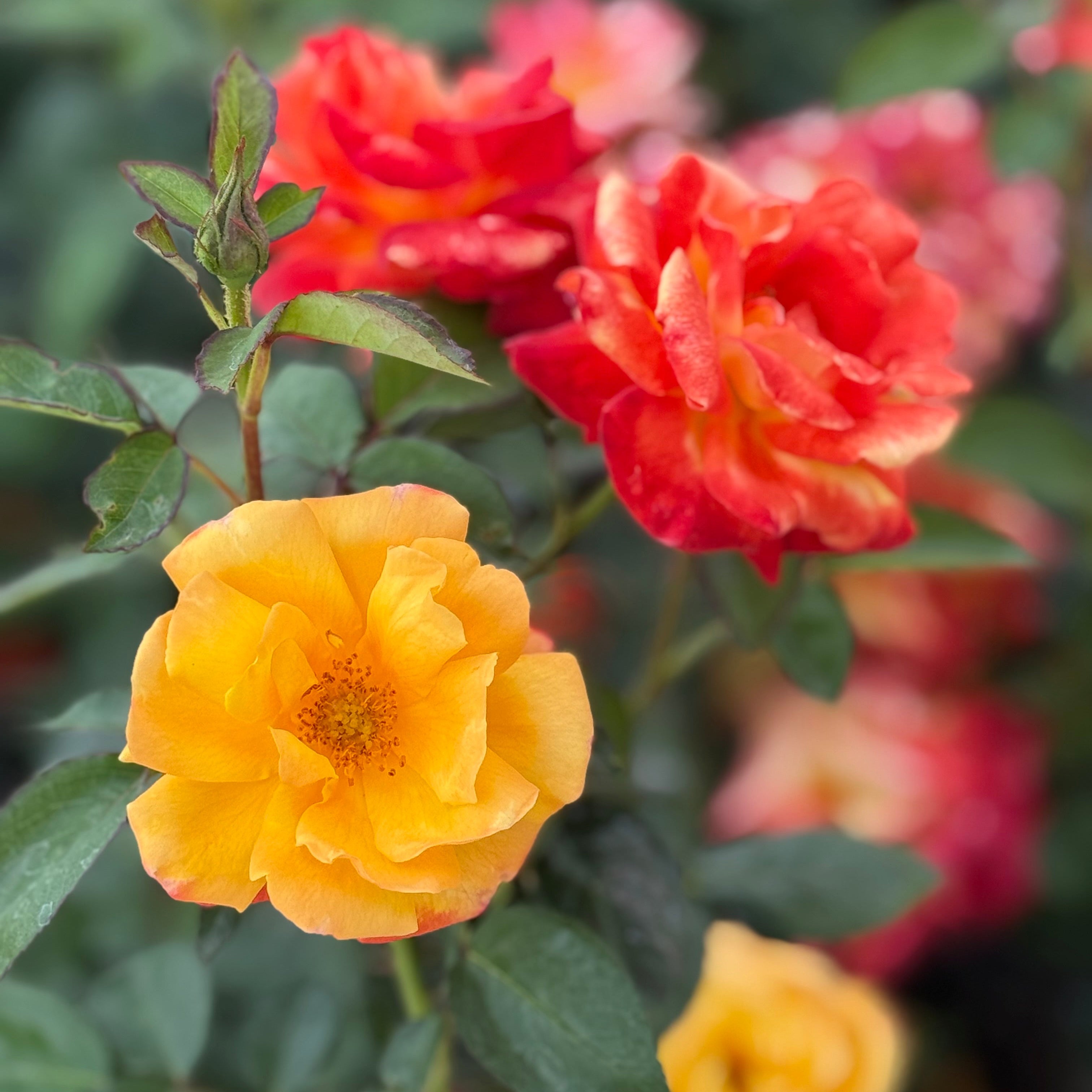 Judy Garland Potted Rose Bush