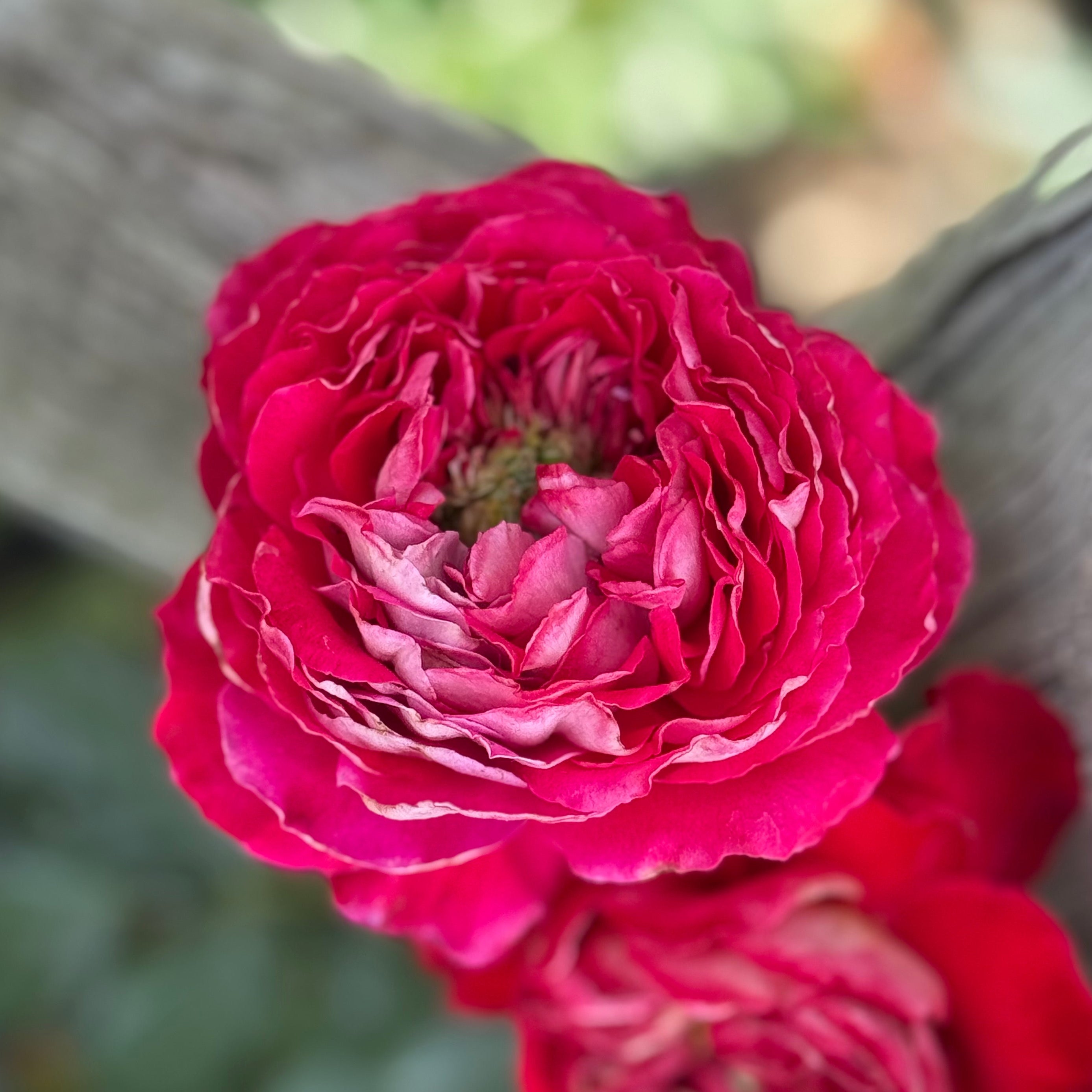 Gypsy Carnival ™ Potted Rose Bush