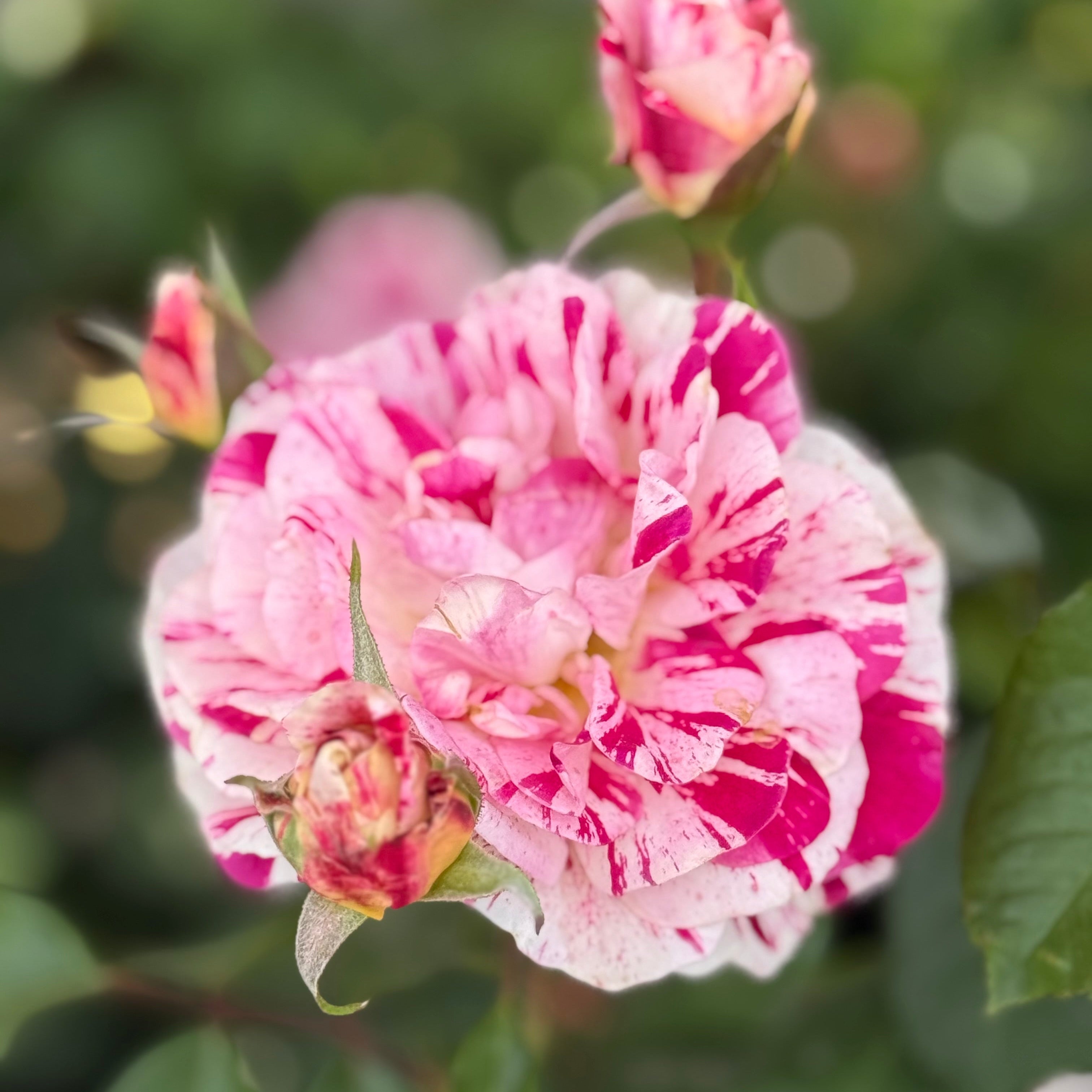 George Burns Bare Root Rose Bush