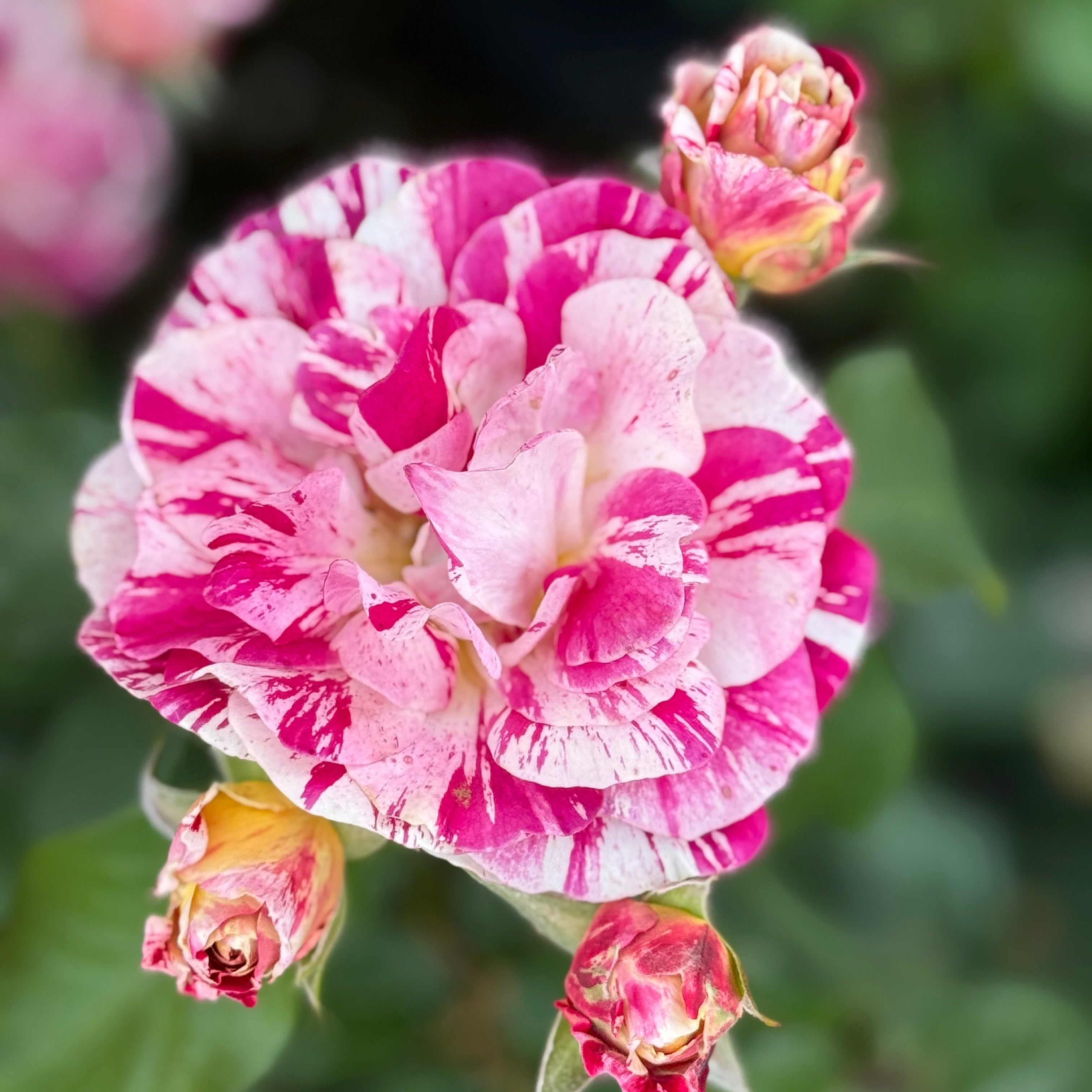 George Burns Bare Root Rose Bush