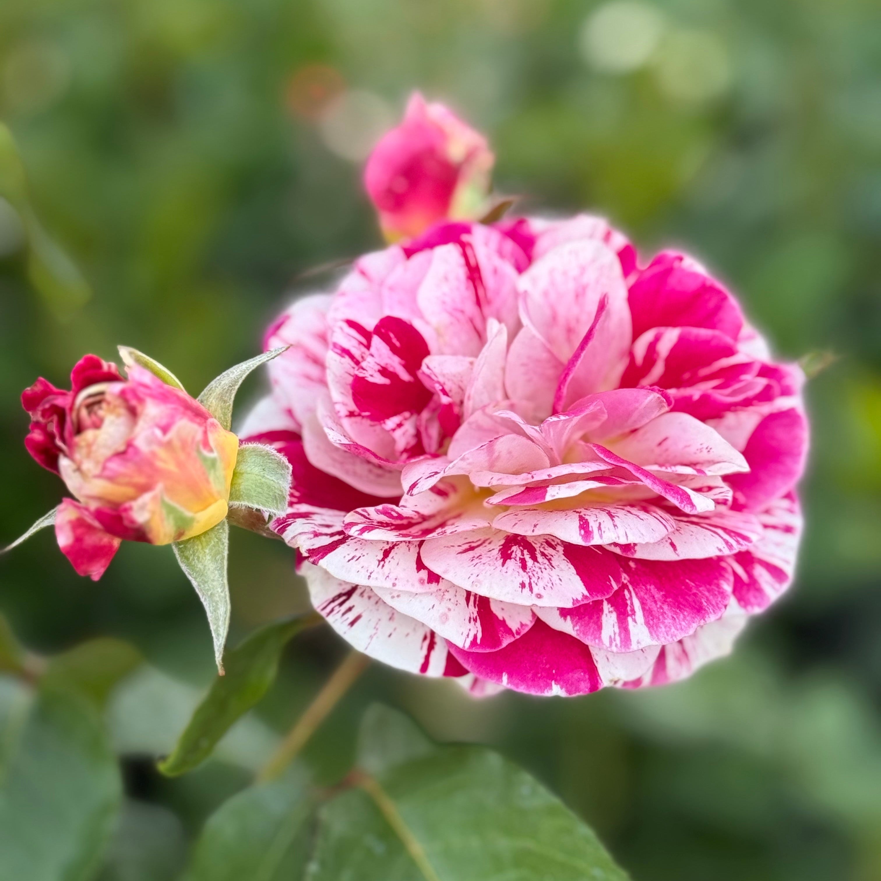 George Burns Bare Root Rose Bush