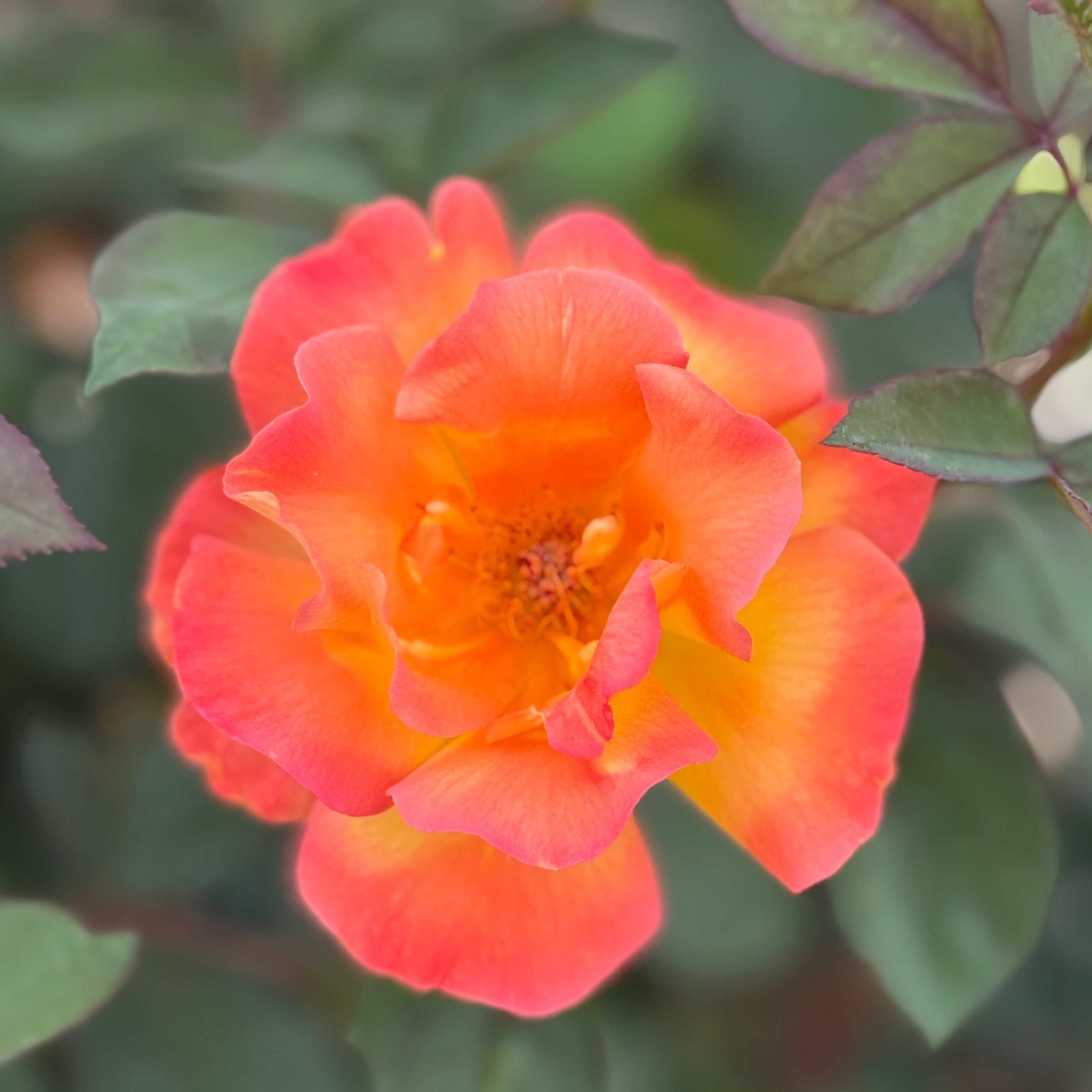 Sunbelt® Garden Flame™ Bare Root Rose Bush