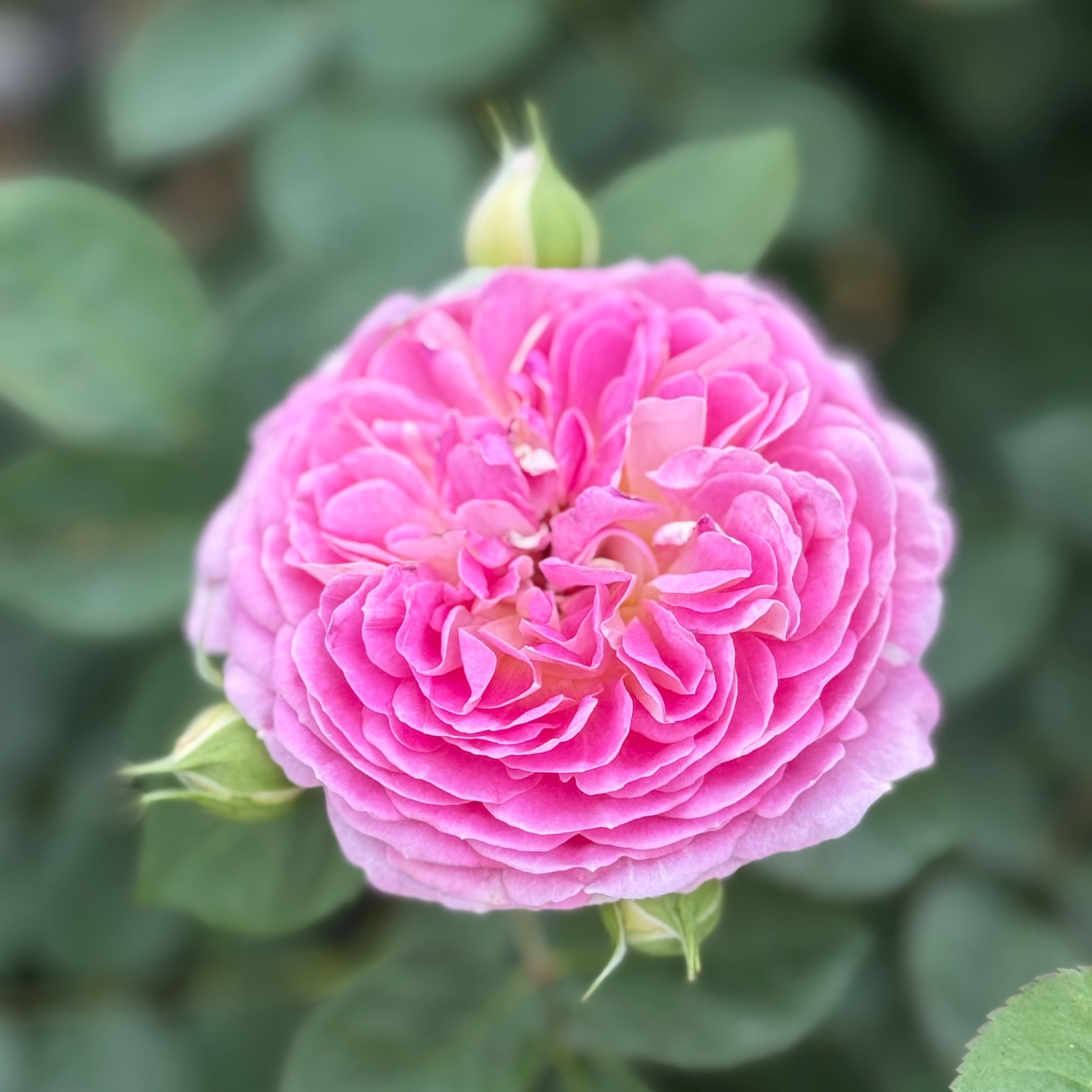 Fashion Forward™ Bare Root Rose Bush