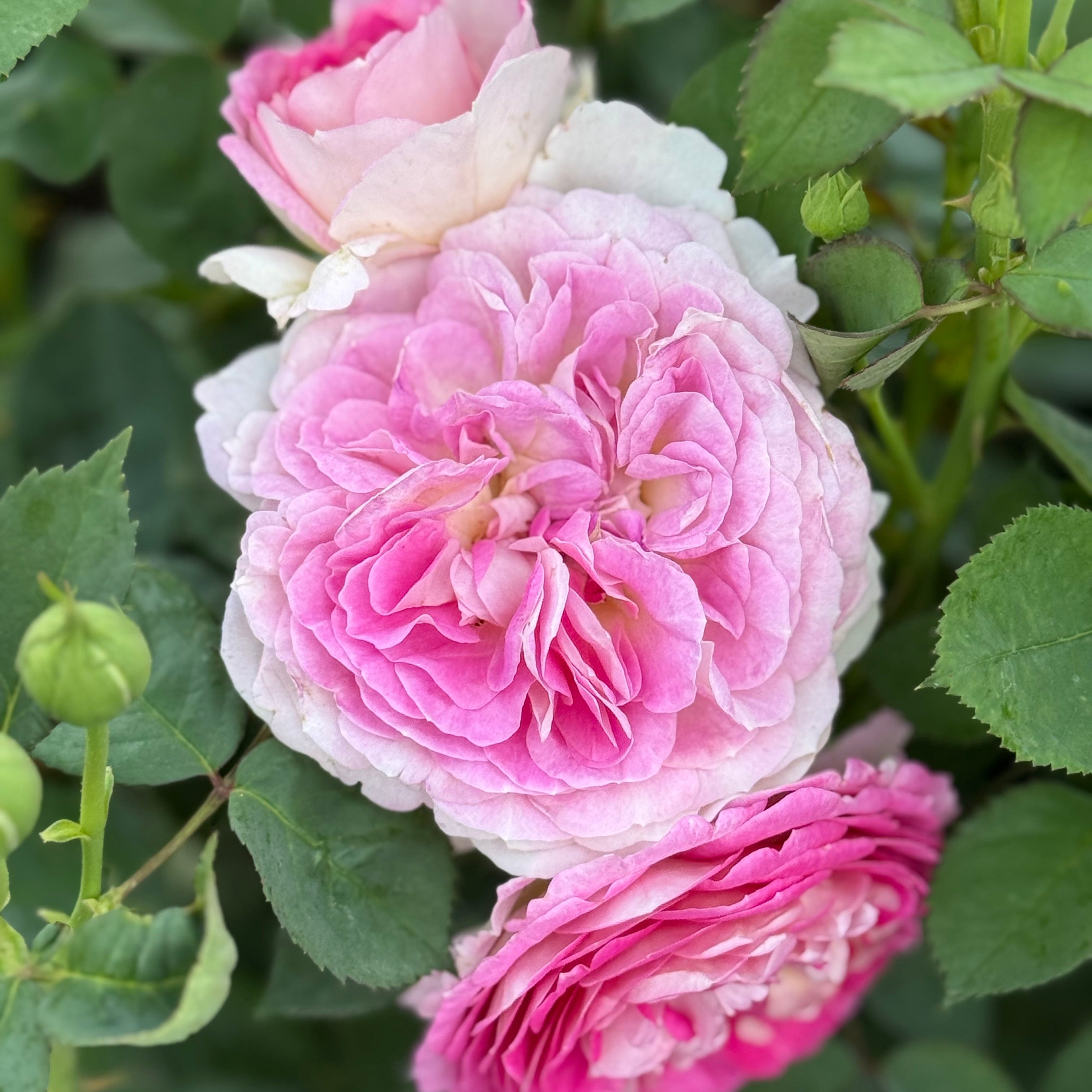 Fashion Forward™ Bare Root Rose Bush