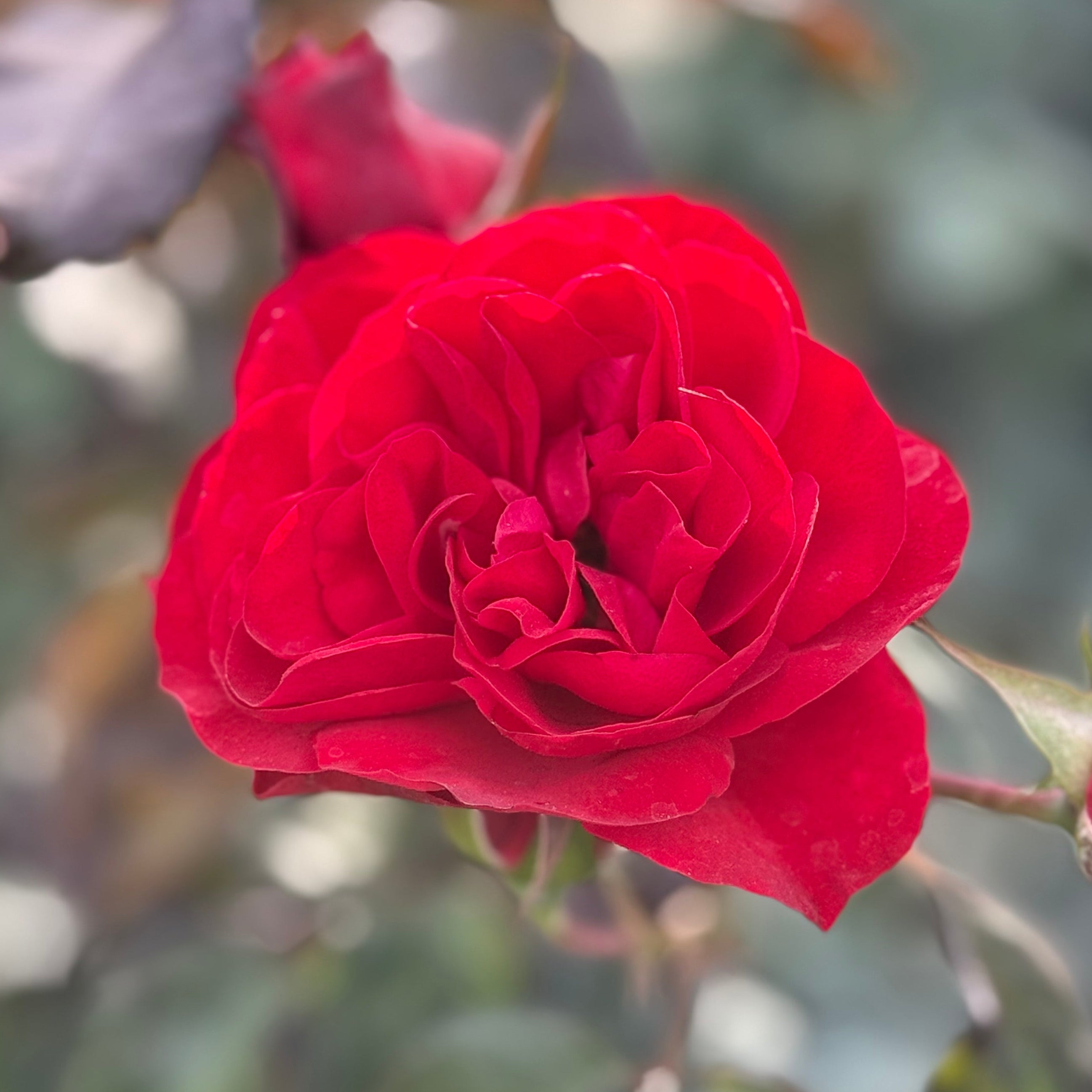 Europeana Potted Rose Bush