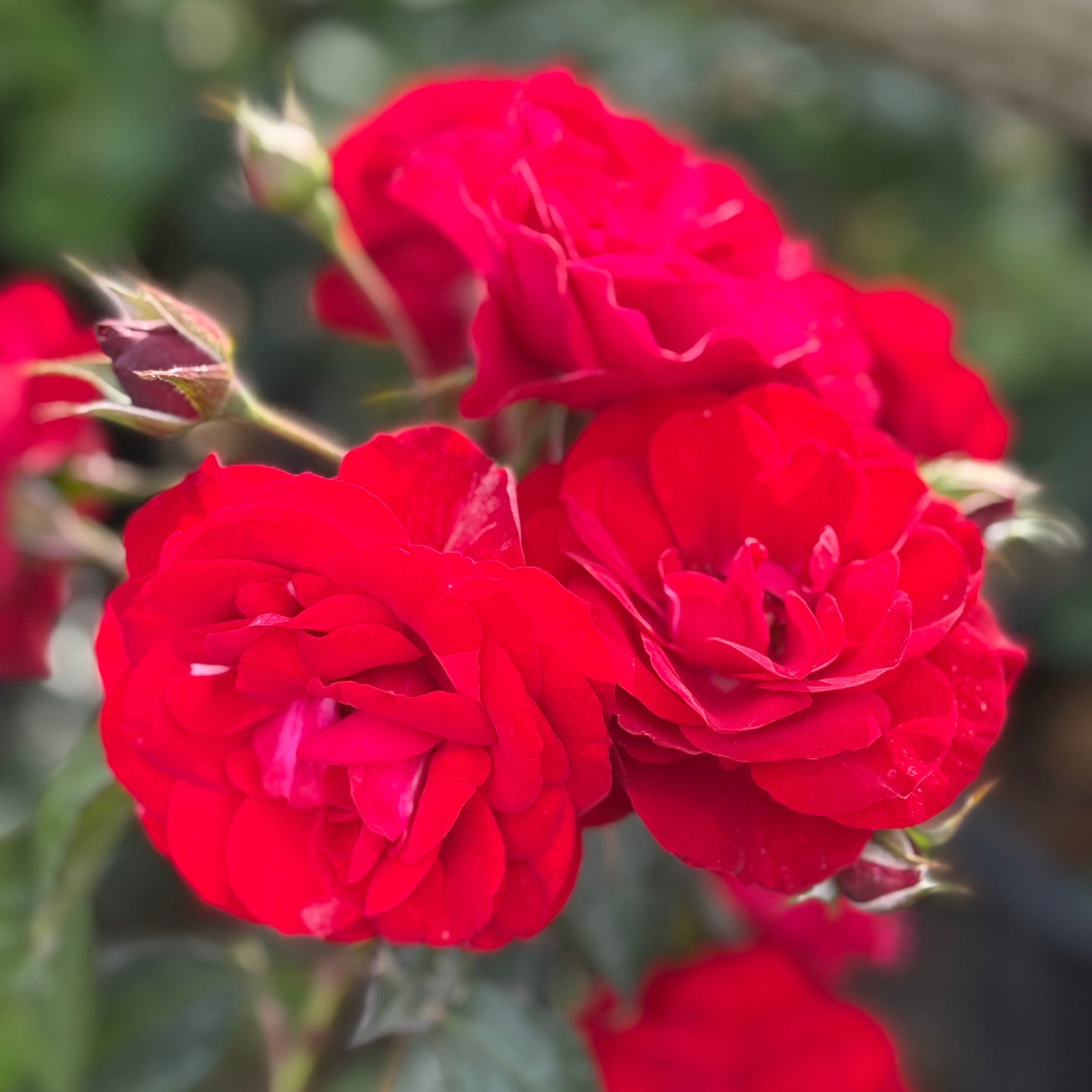 Europeana Potted Rose Bush