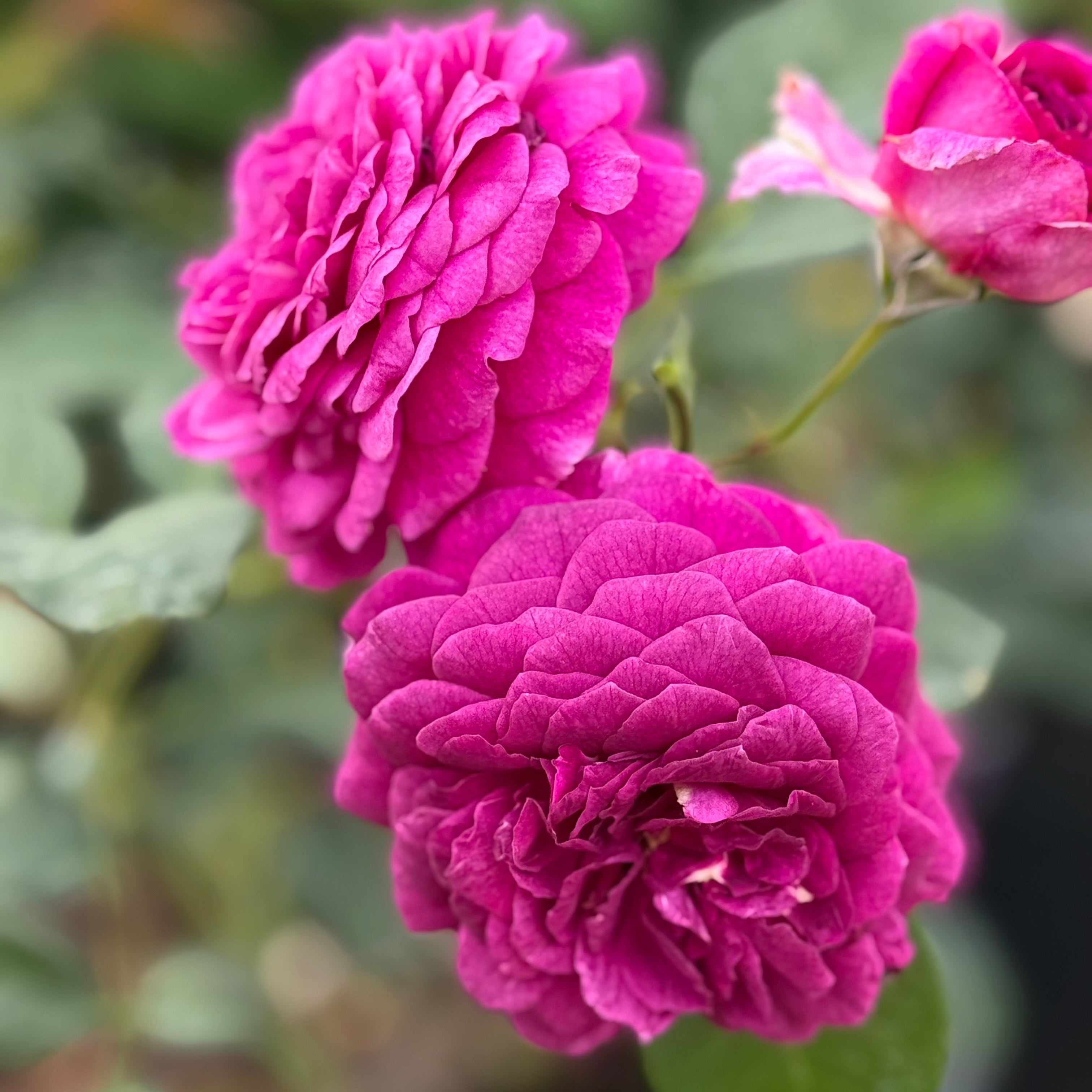 Ebb Tide™Potted Rose Bush
