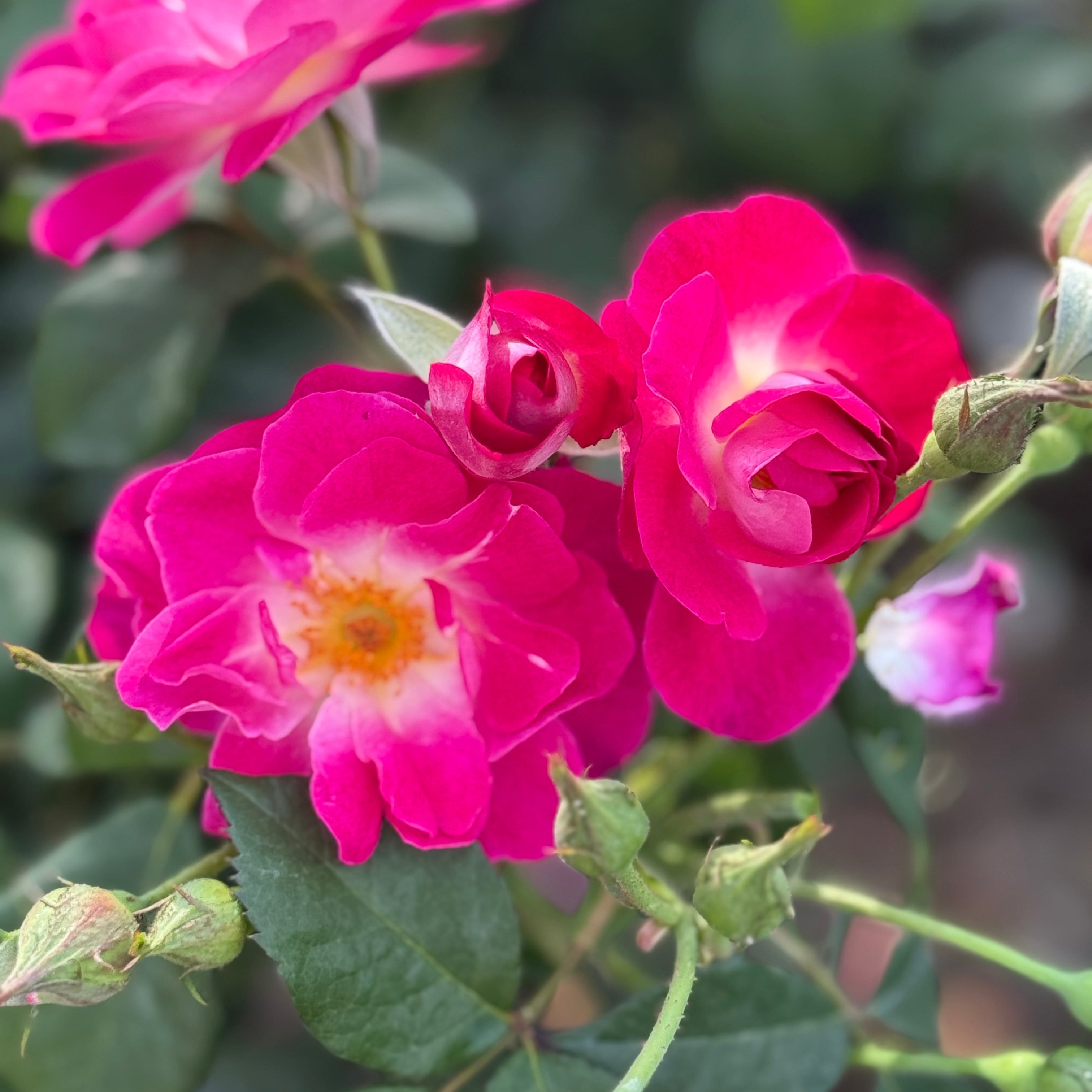 Easy to Please® Potted Rose Bush