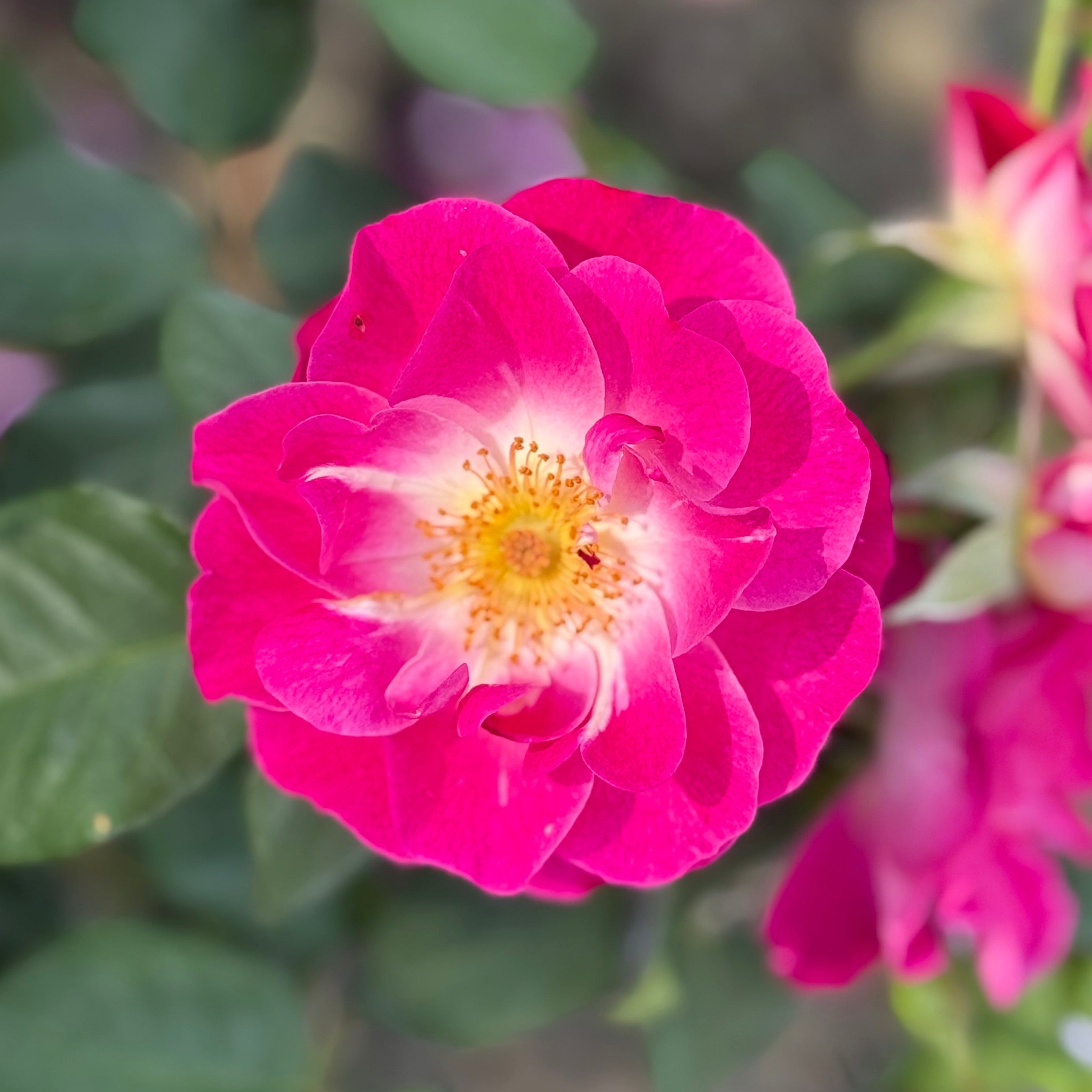 Easy To Please® Bare Root Tree Rose