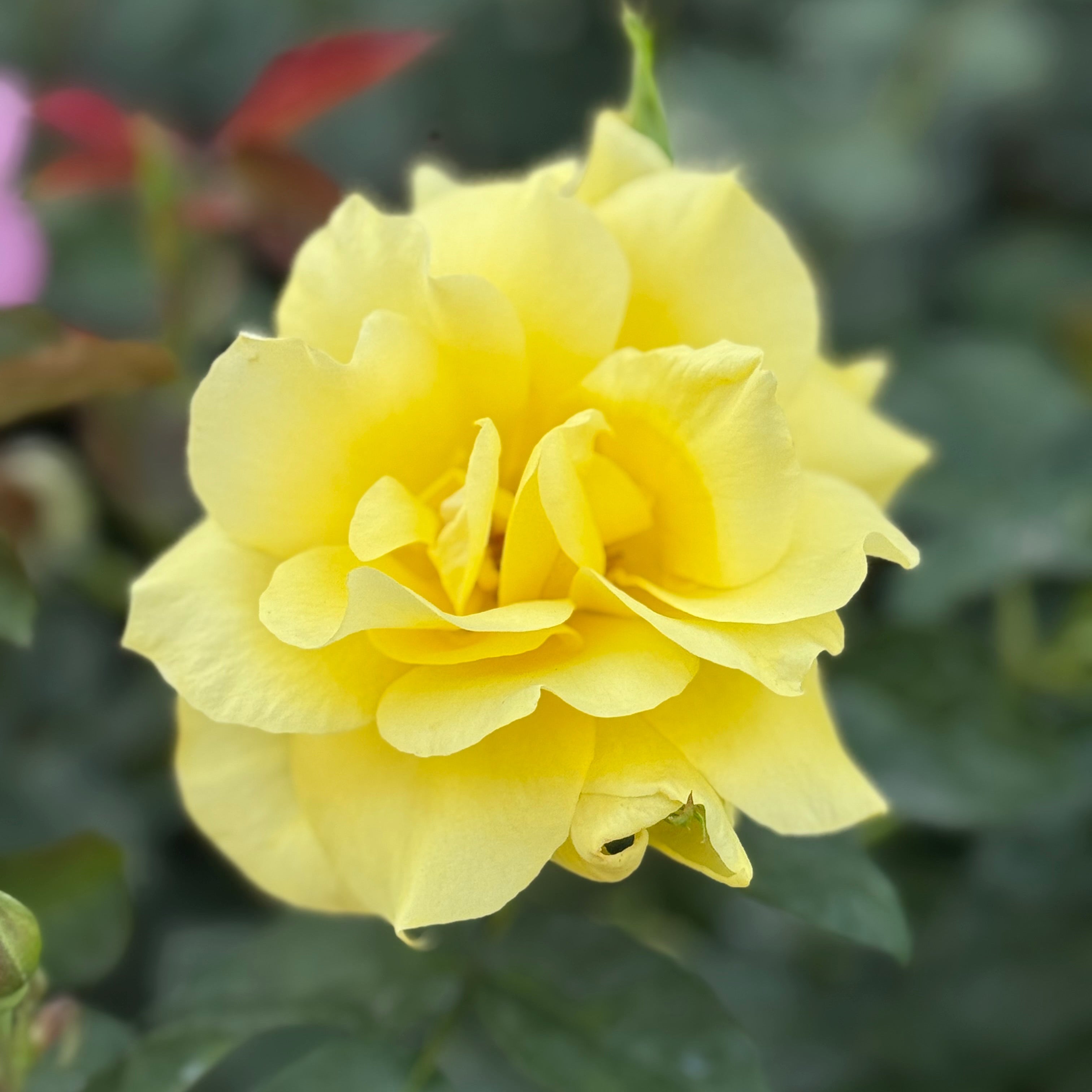 Yellow flower with green leaves on a blurred natural background