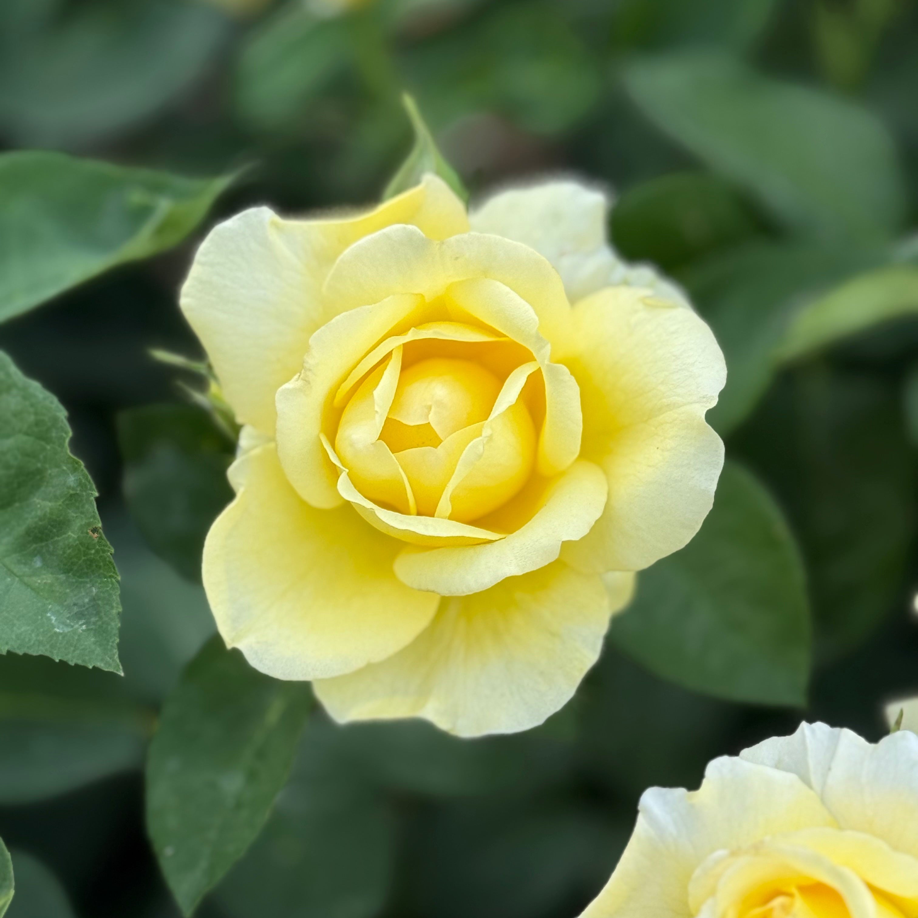 Bee Heaven™ Potted Rose Bush