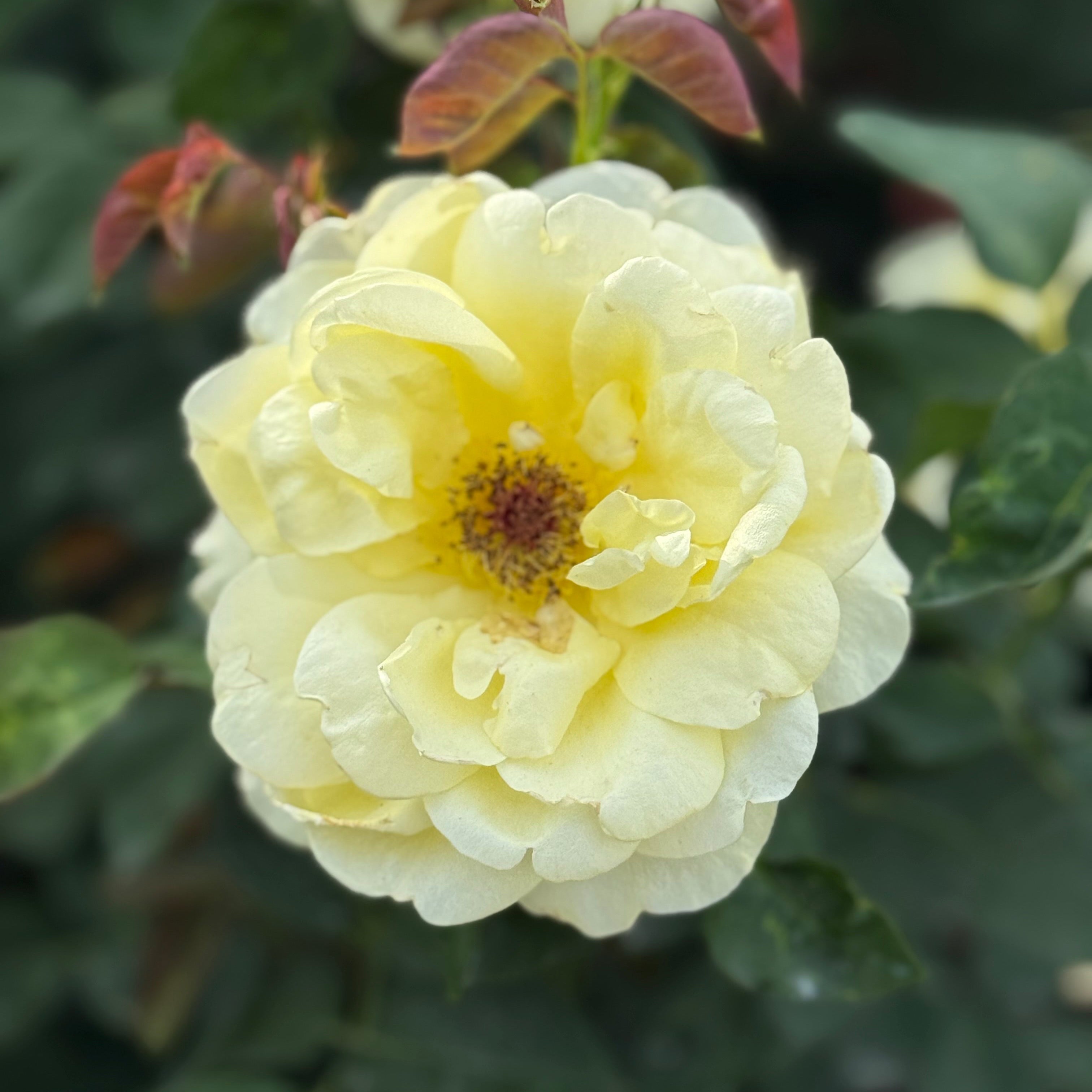 Bee Heaven™ Potted Rose Bush