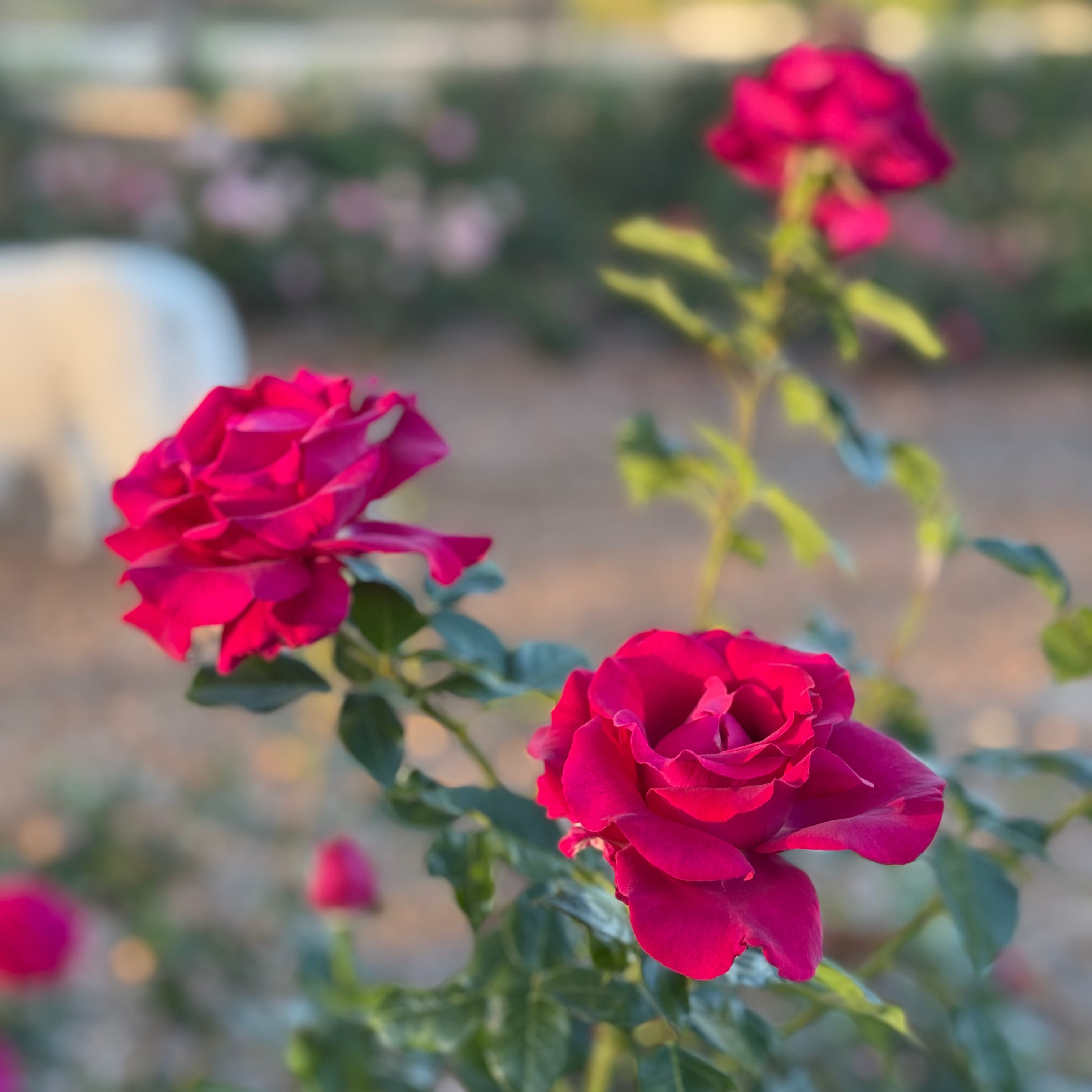 Stiletto™ Potted Tree Rose