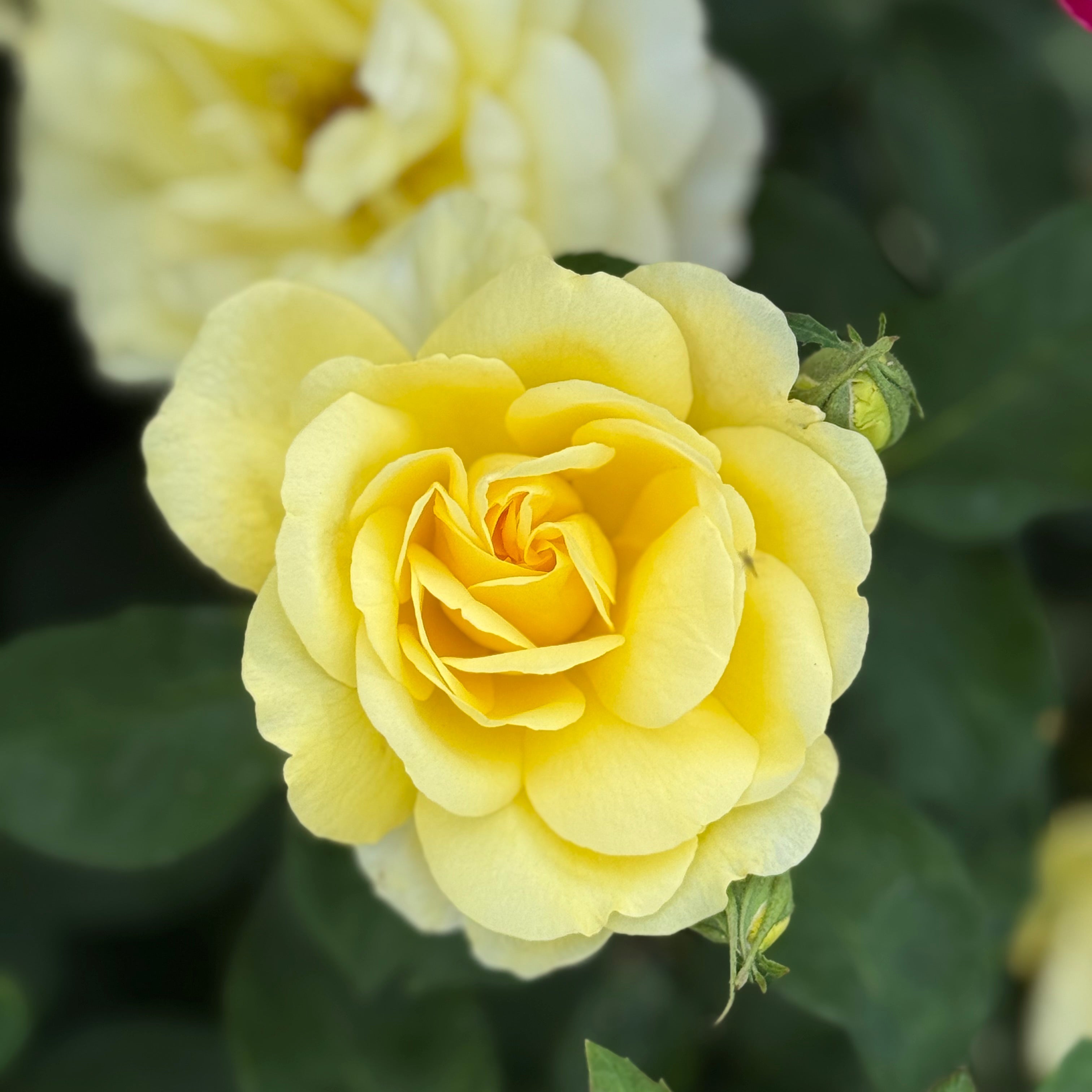 Close-up of a yellow rose with another rose in the background.
