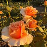 Just Joey Potted Rose Bush