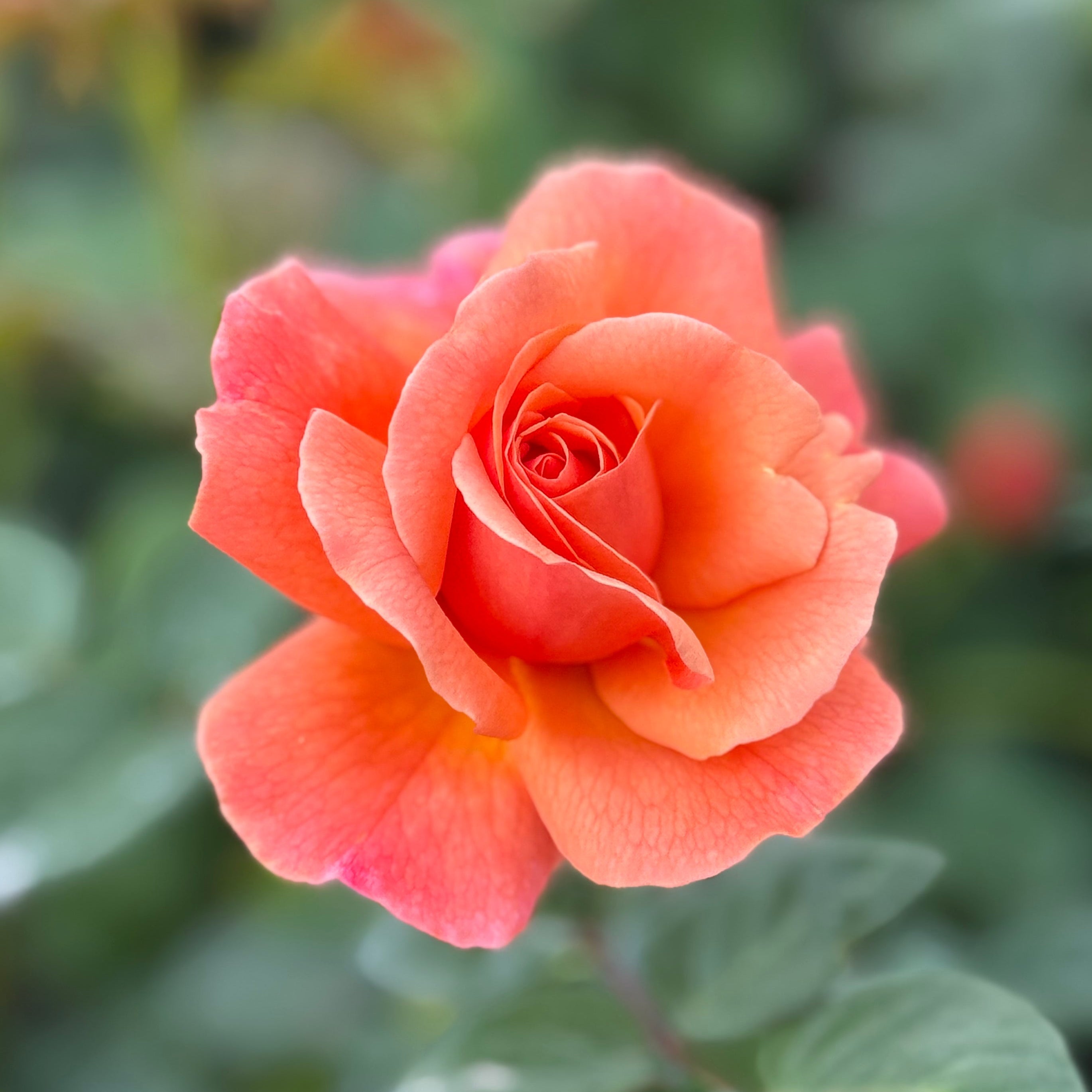 Easy Does It® Potted Tree Rose
