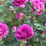 Perfume Factory™ Potted Tree Rose