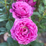 Perfume Factory™ Potted Tree Rose