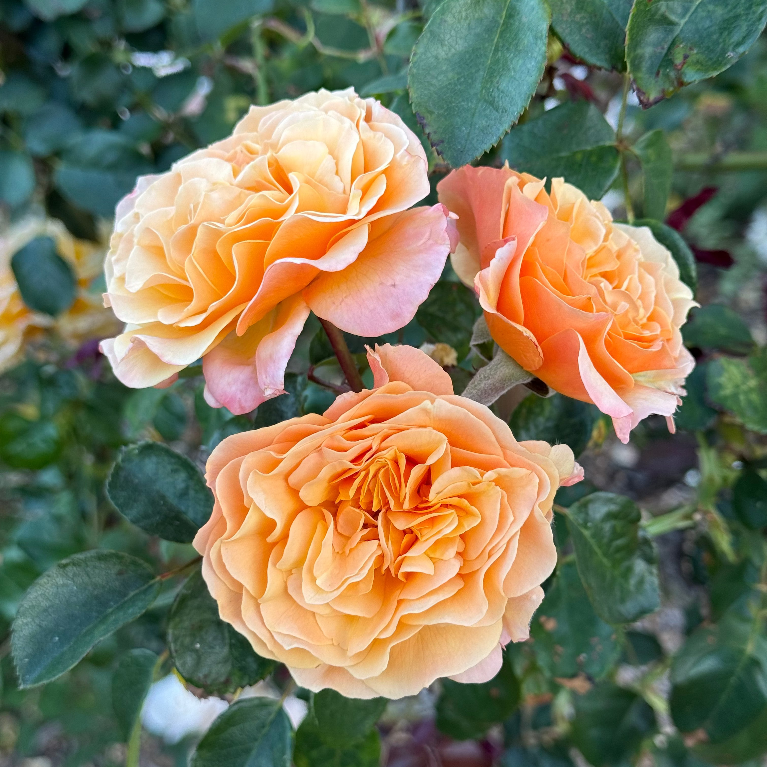 Forever Amber™ Bare Root Tree Rose