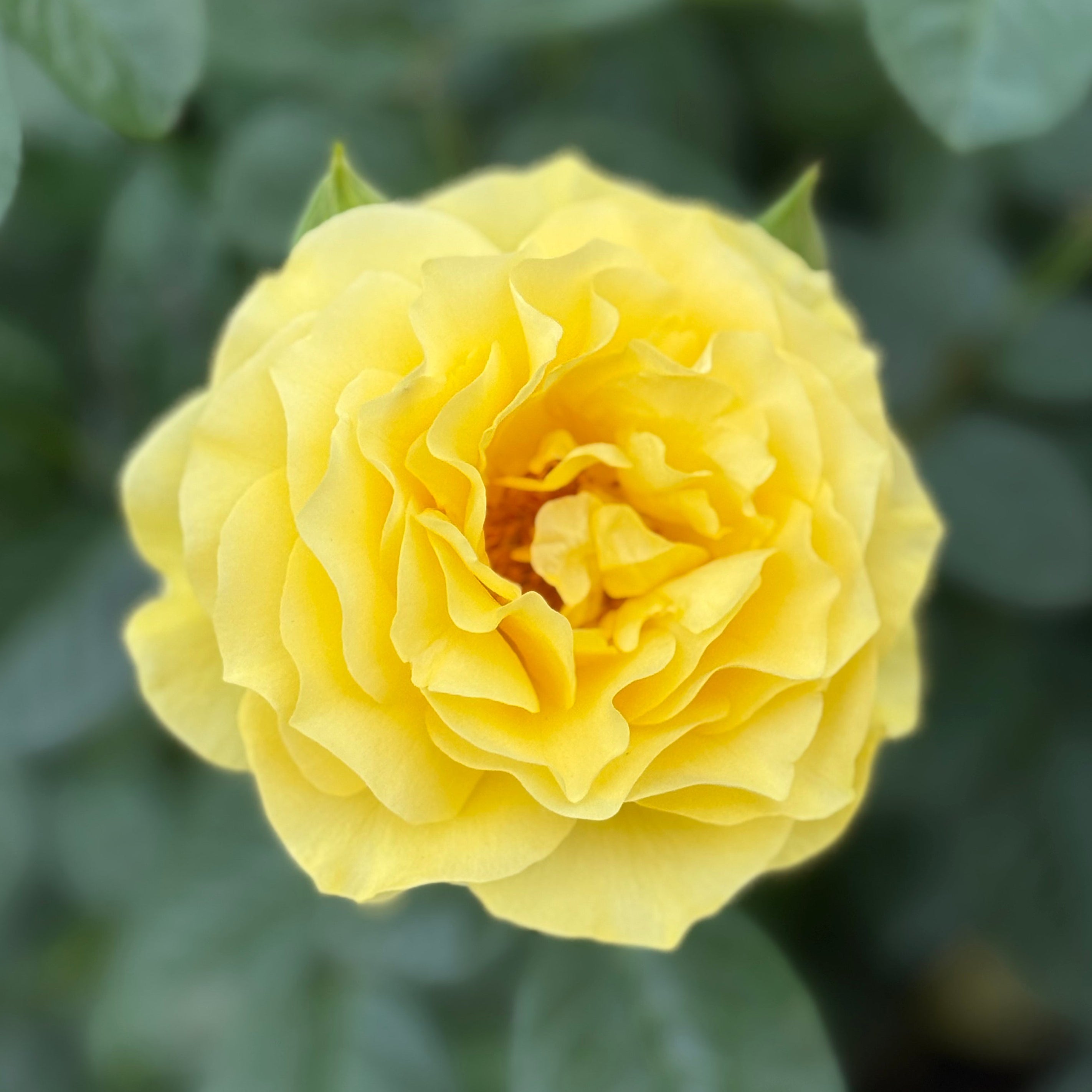 Doris Day Potted Rose Bush