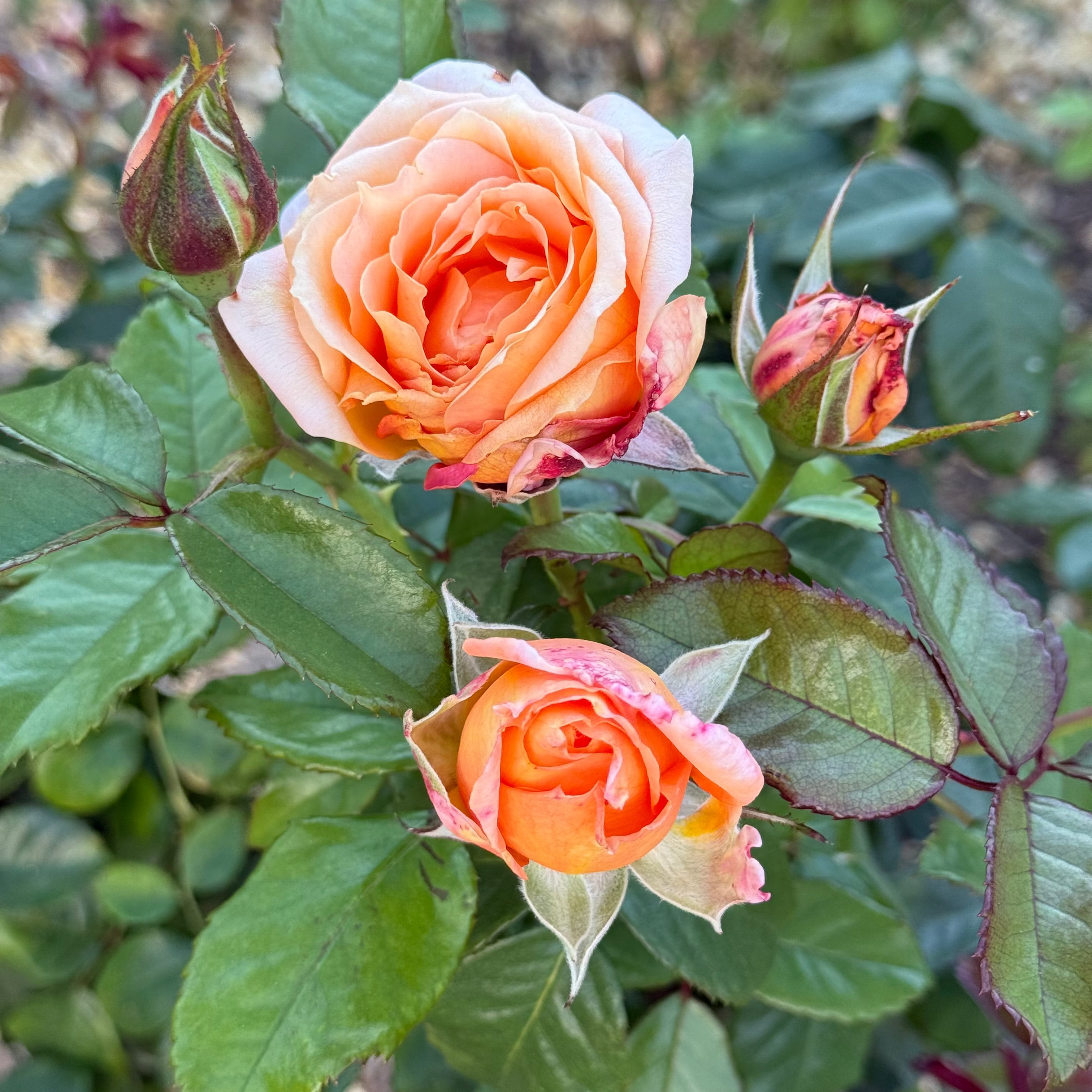 Forever Amber™ Potted Tree Rose