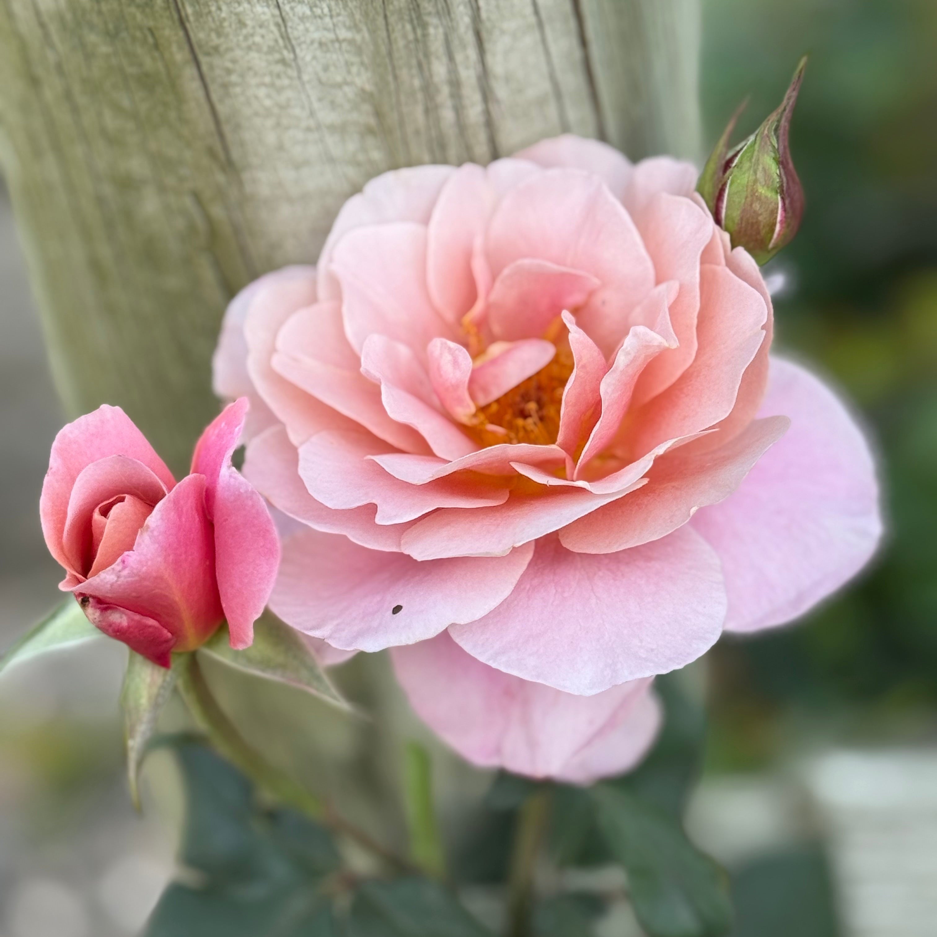 Close-up of a pink rose with a blurred background