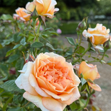 Forever Amber™ Potted Tree Rose