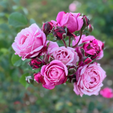 Cathedral Bells® Potted Rose Bush