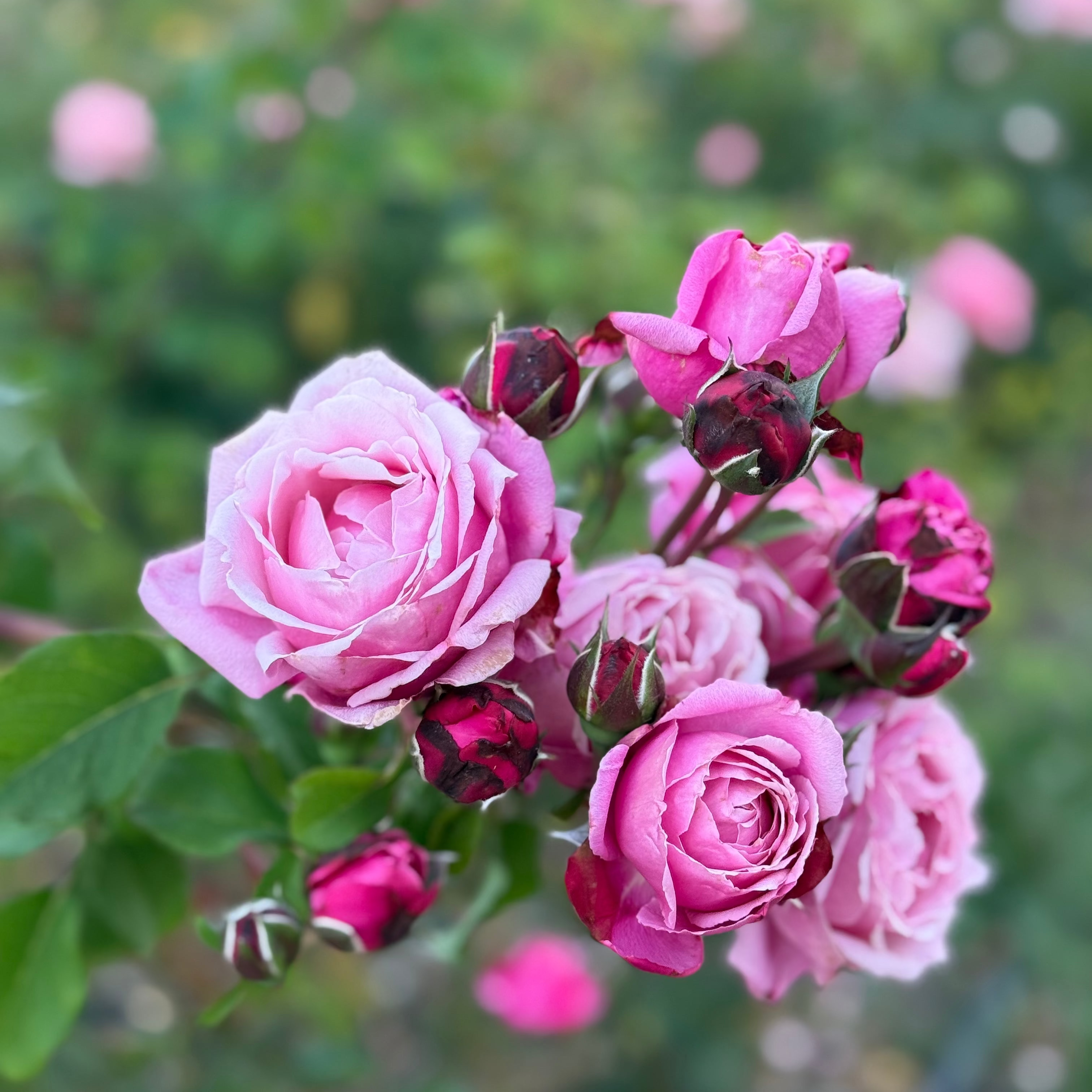 Cathedral Bells® Potted Rose Bush