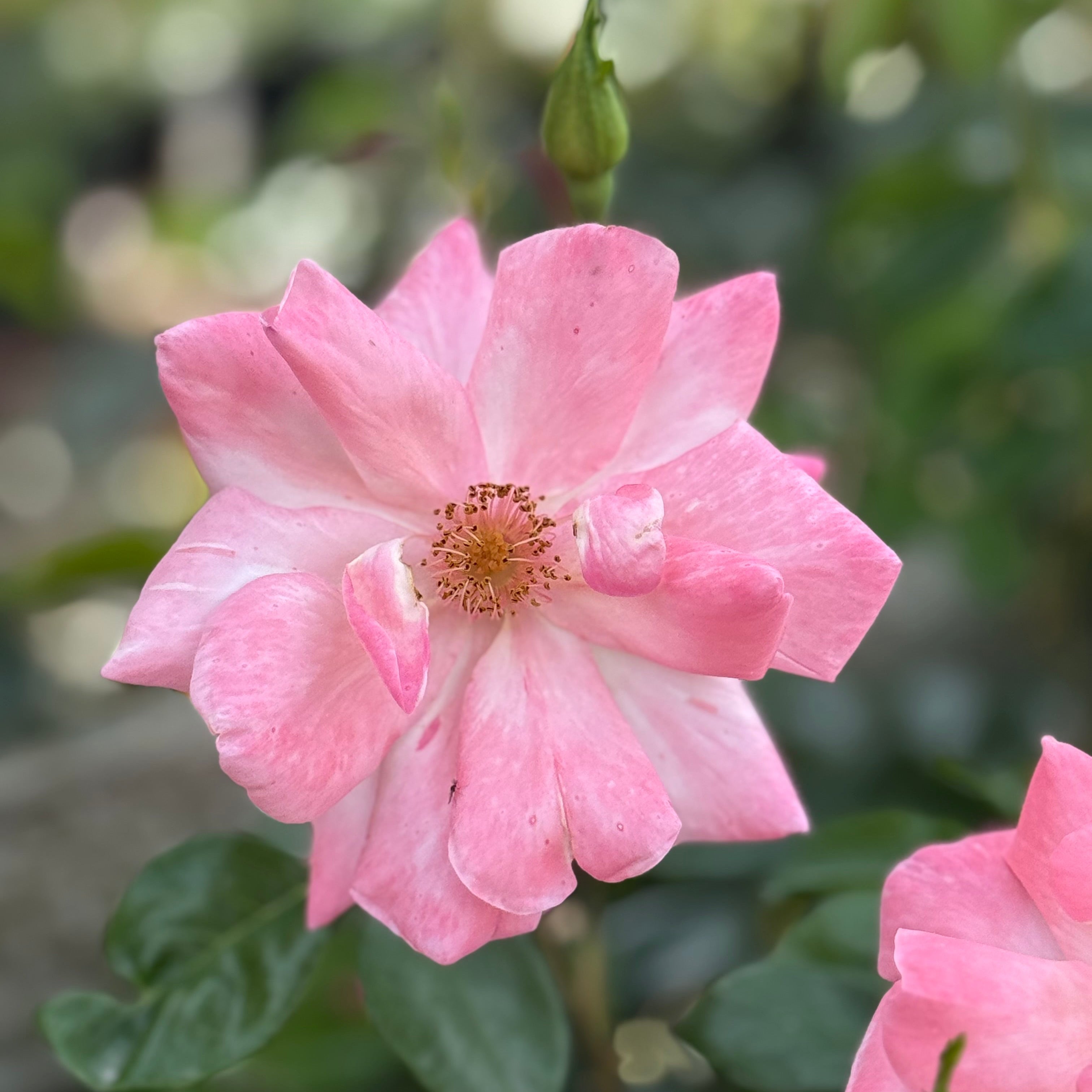 Close-up of a pink flower with a blurred green background