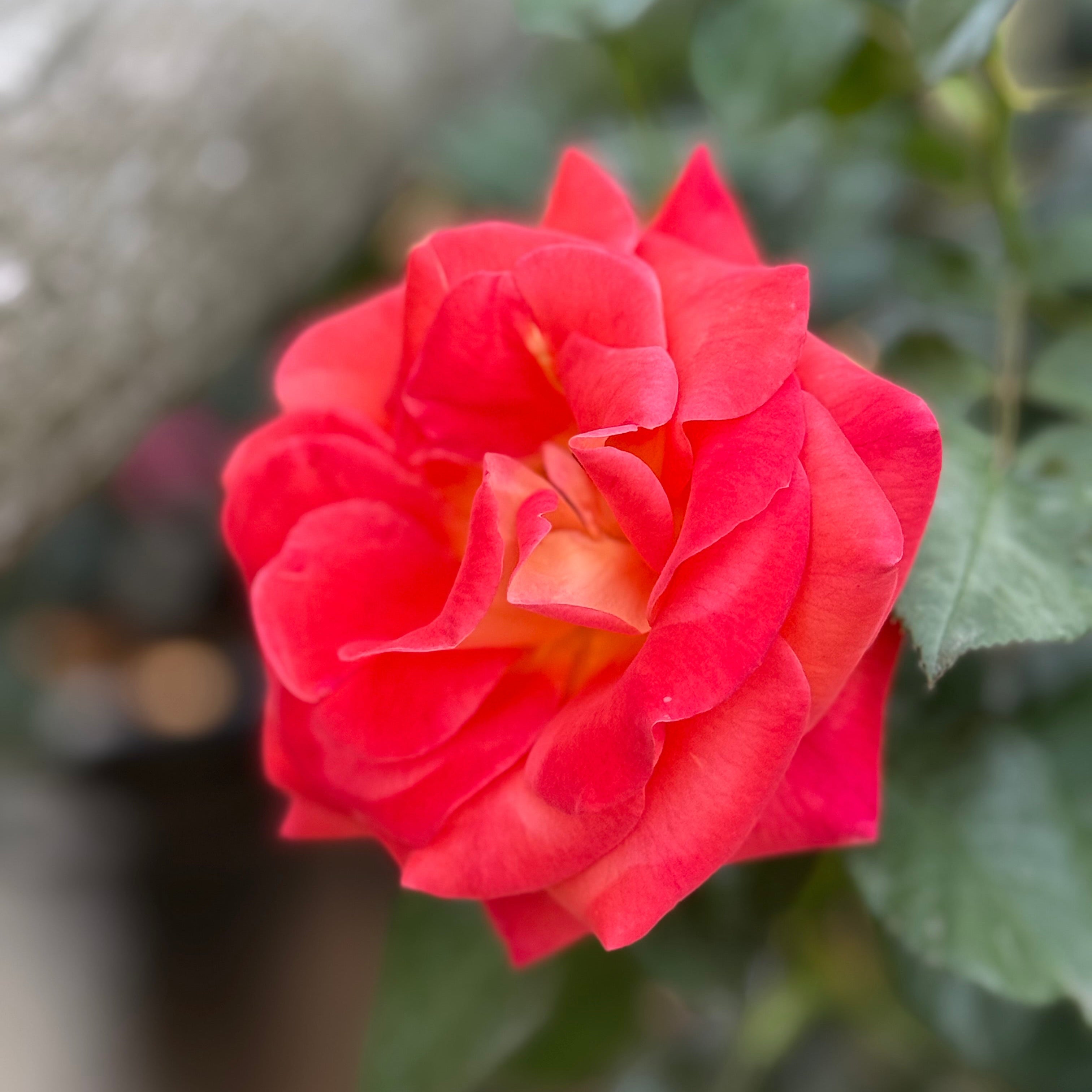 Burst of Joy™ Potted Rose Bush