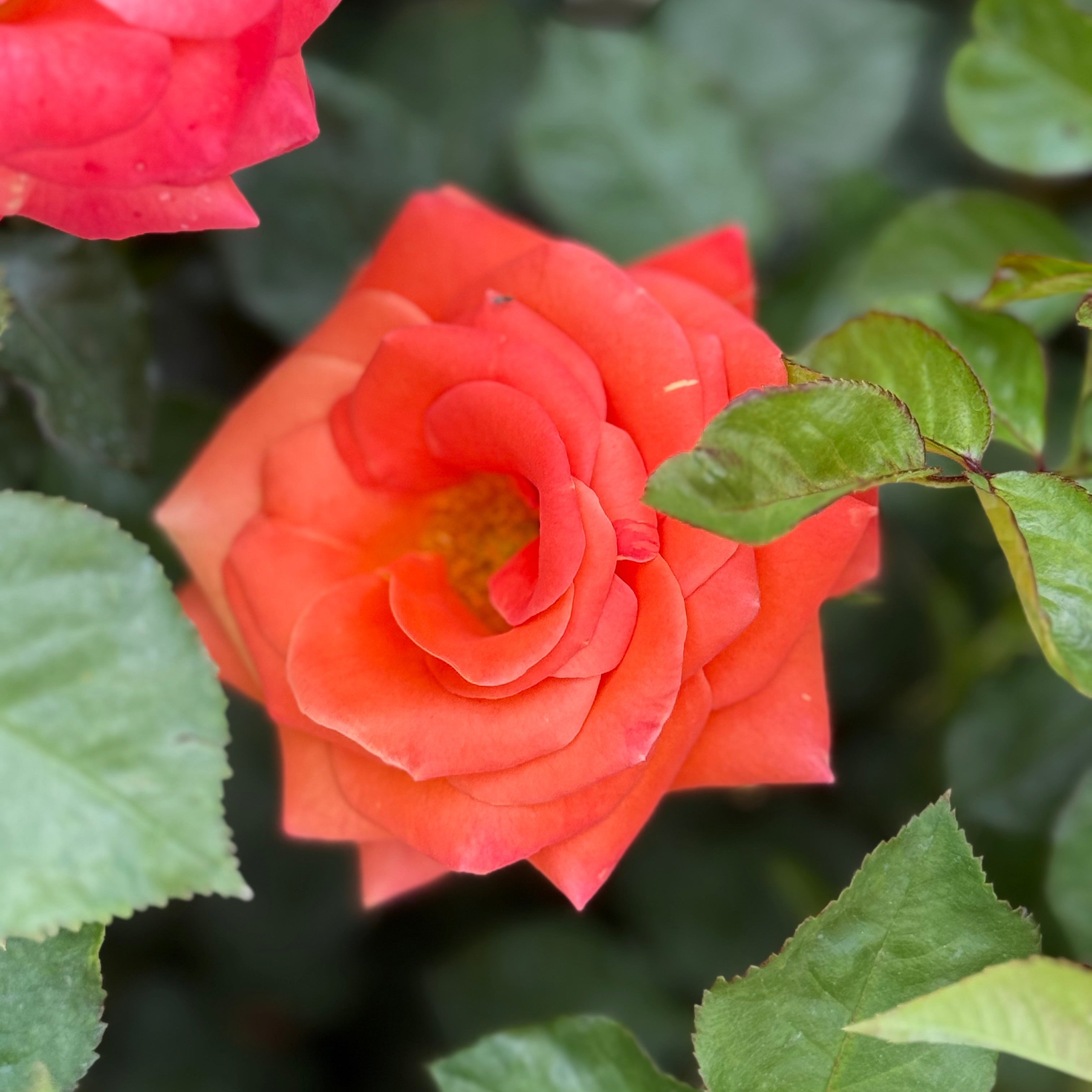 Burst of Joy™ Potted Rose Bush
