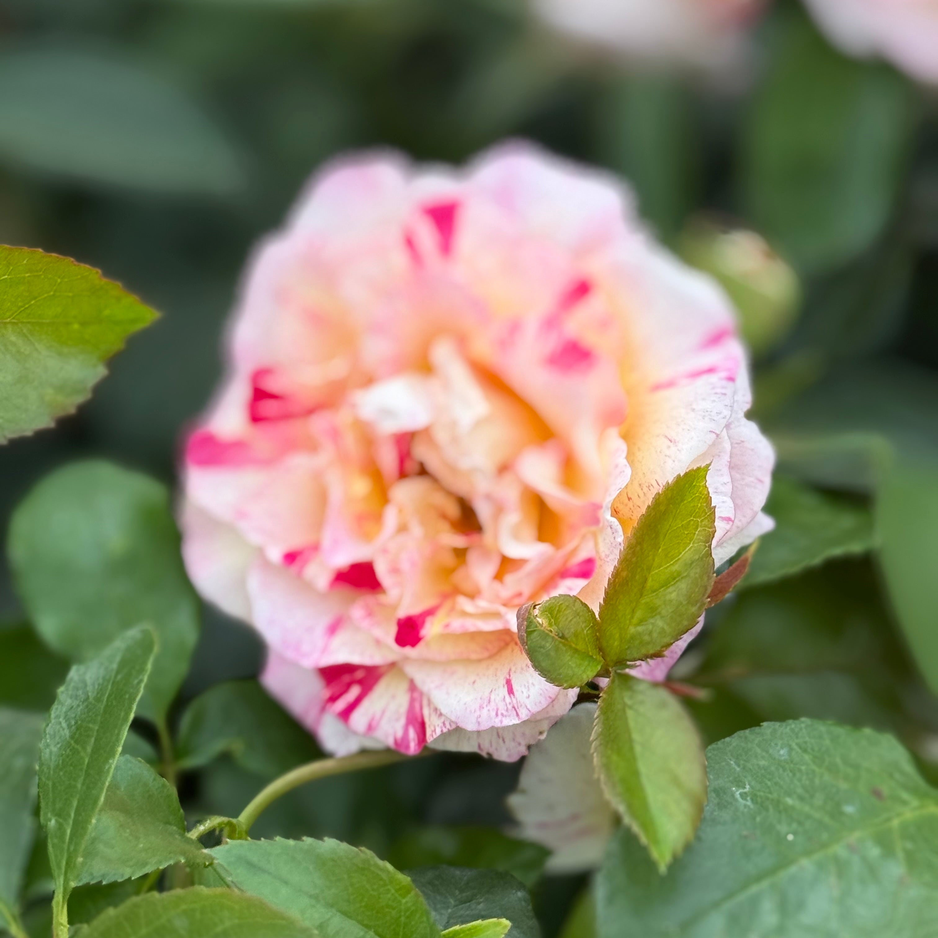 Close-up of a pink and red rosebud surrounded by green leaves.