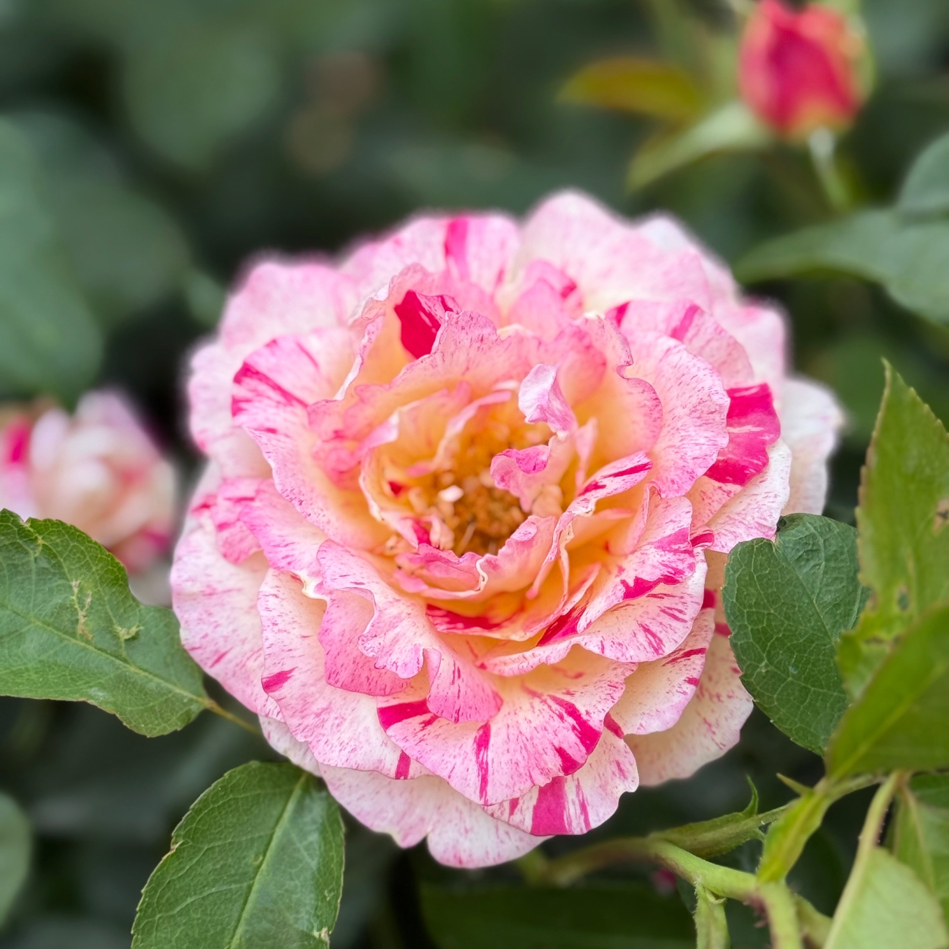 Camille Pissarro™ Potted Rose Bush