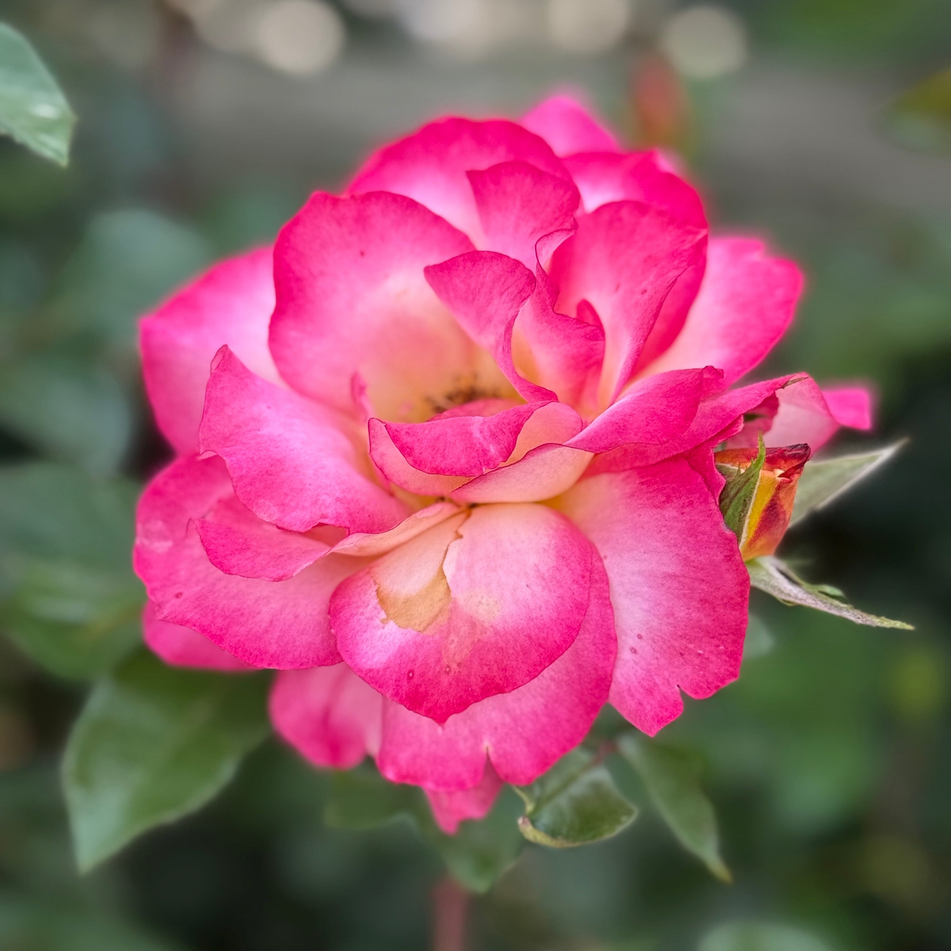 Close-up of a vibrant pink rose with a blurred green background